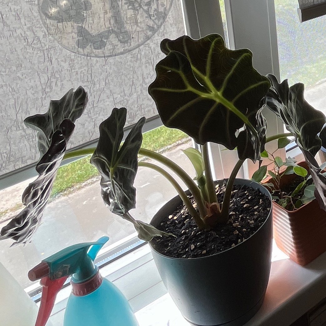 Alocasia