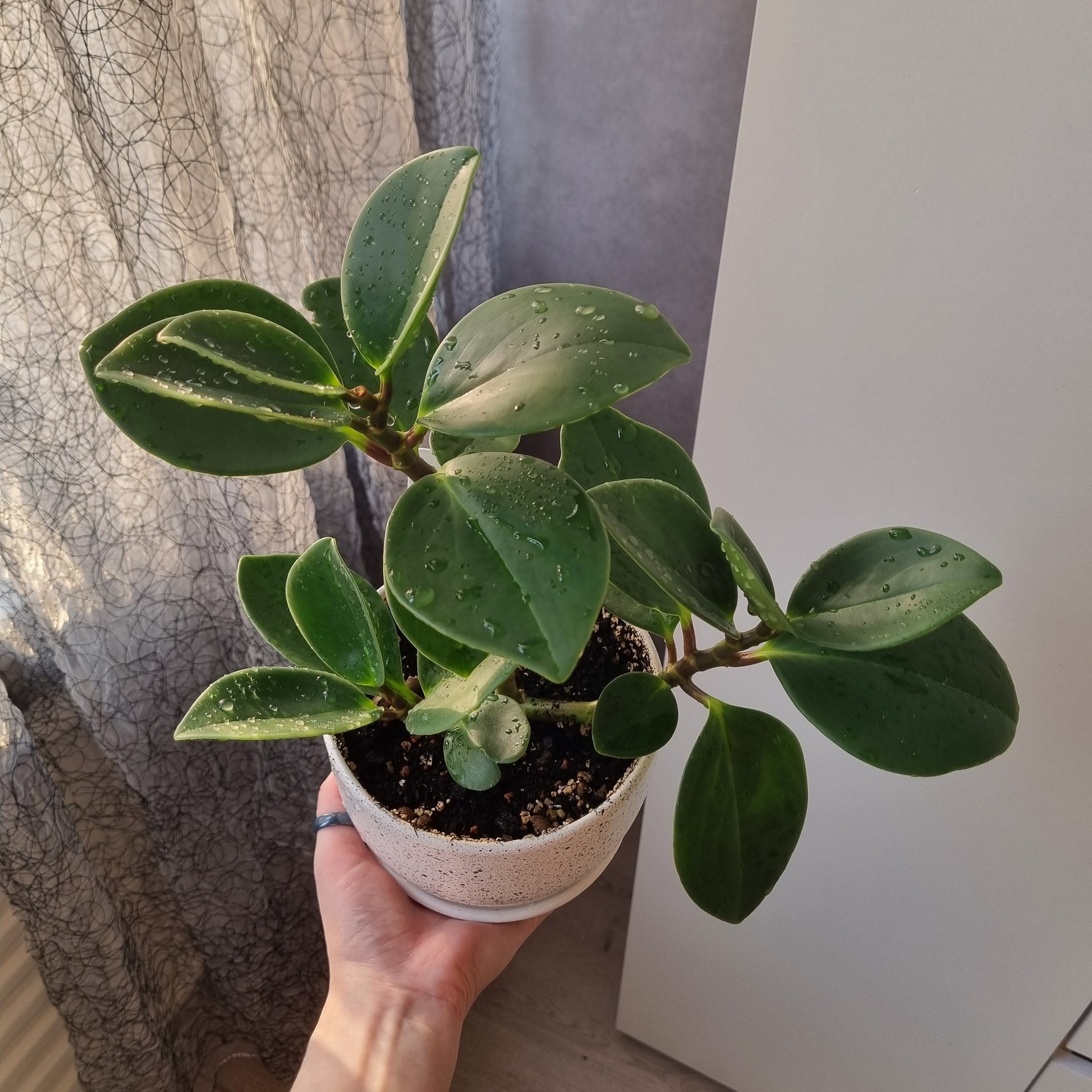 Peperomia