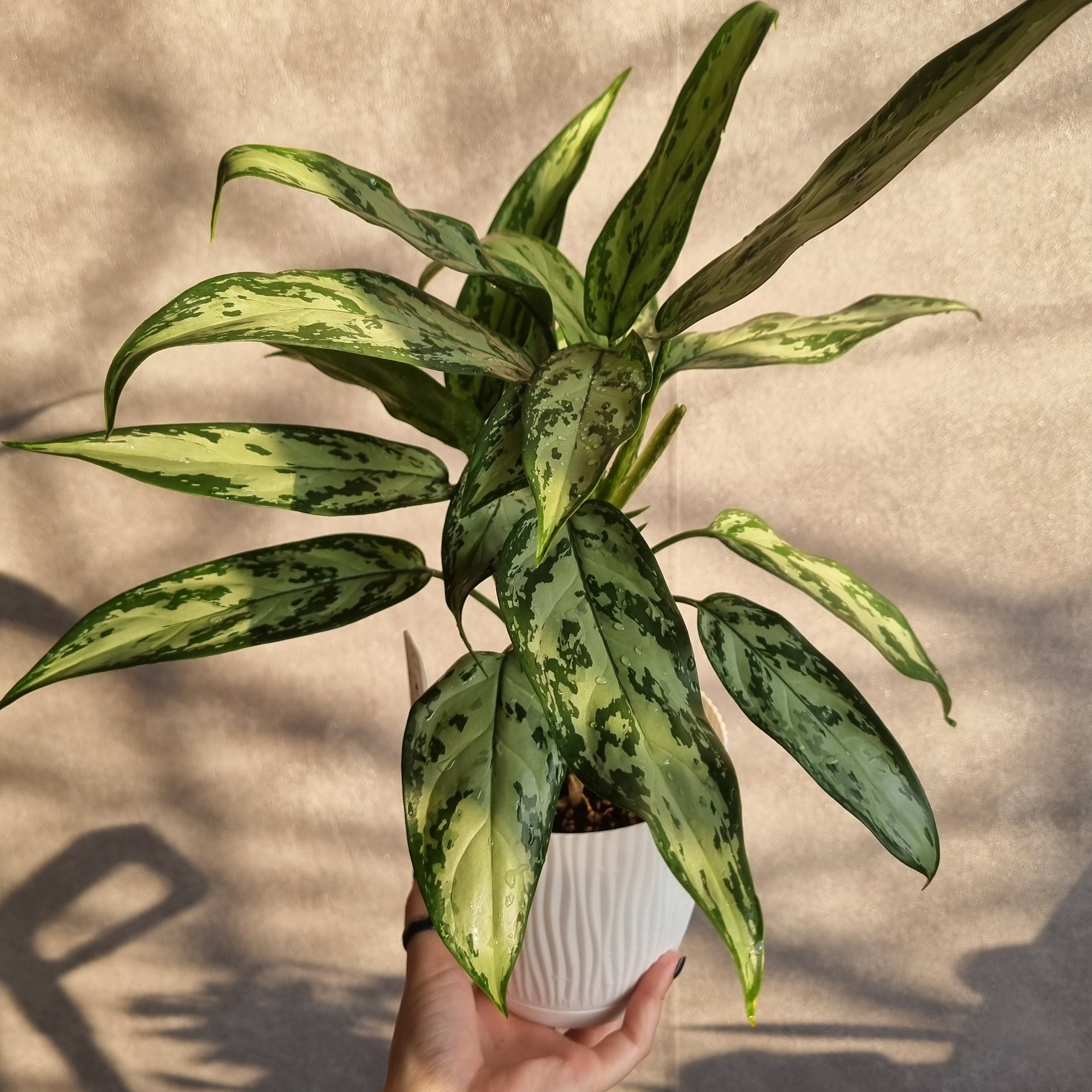 Aglaonema