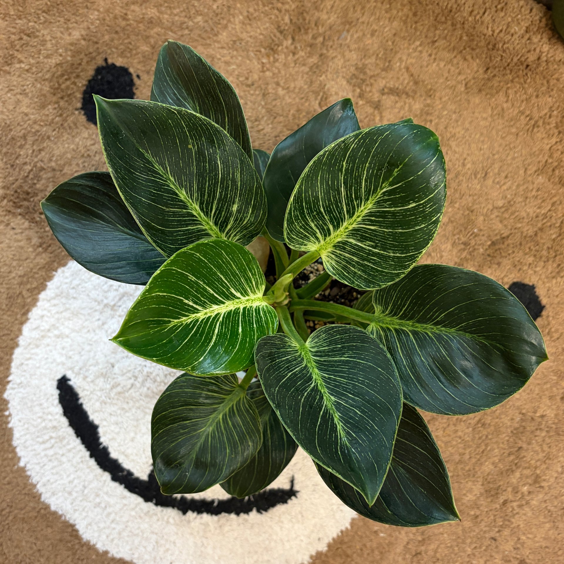 Philodendron
