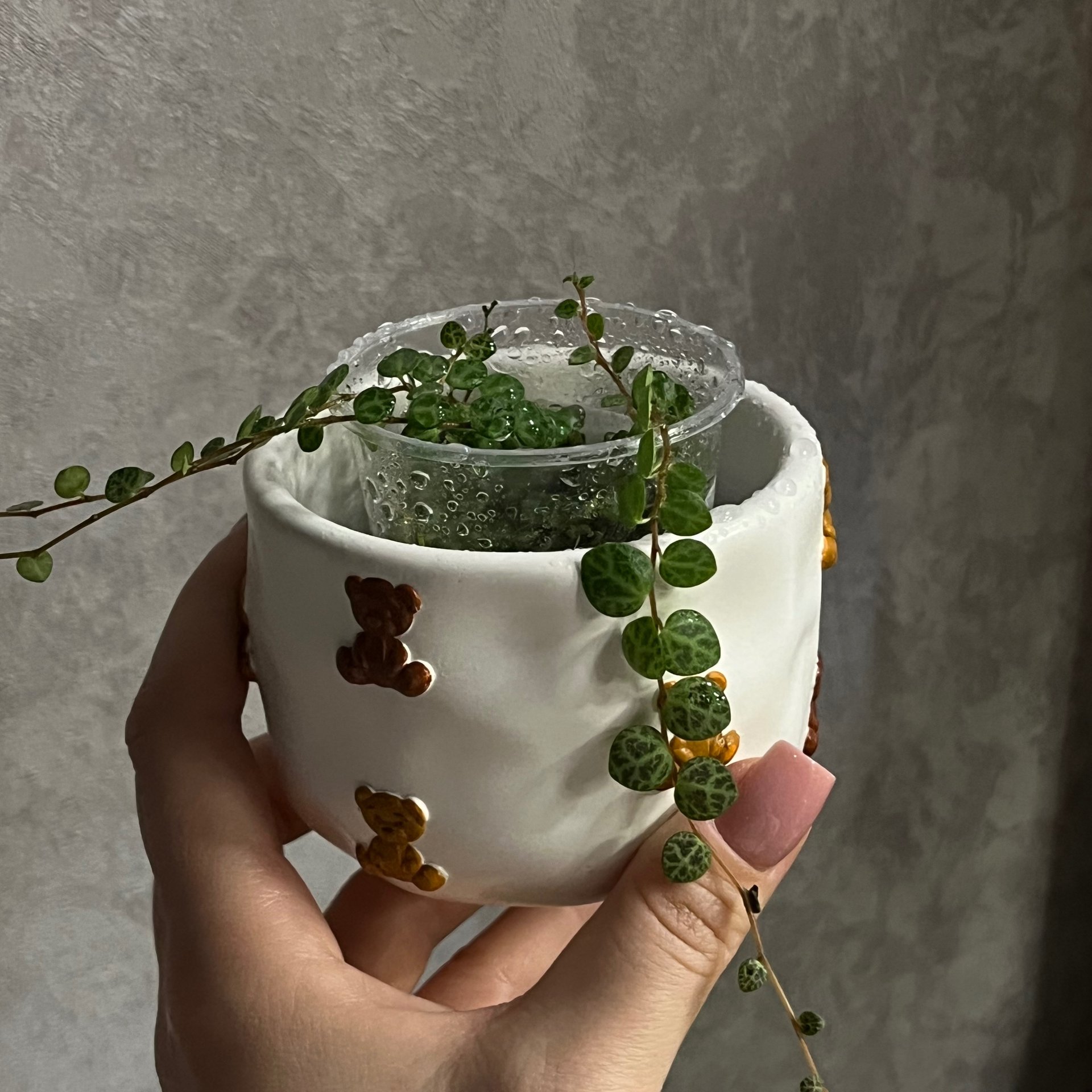 Peperomia
