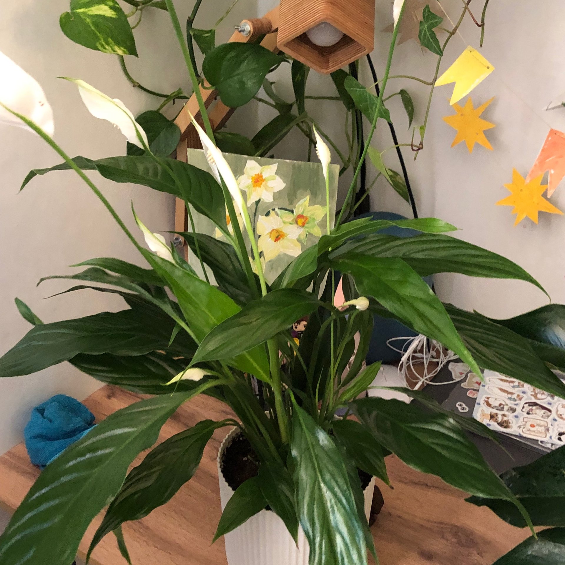 Spathiphyllum