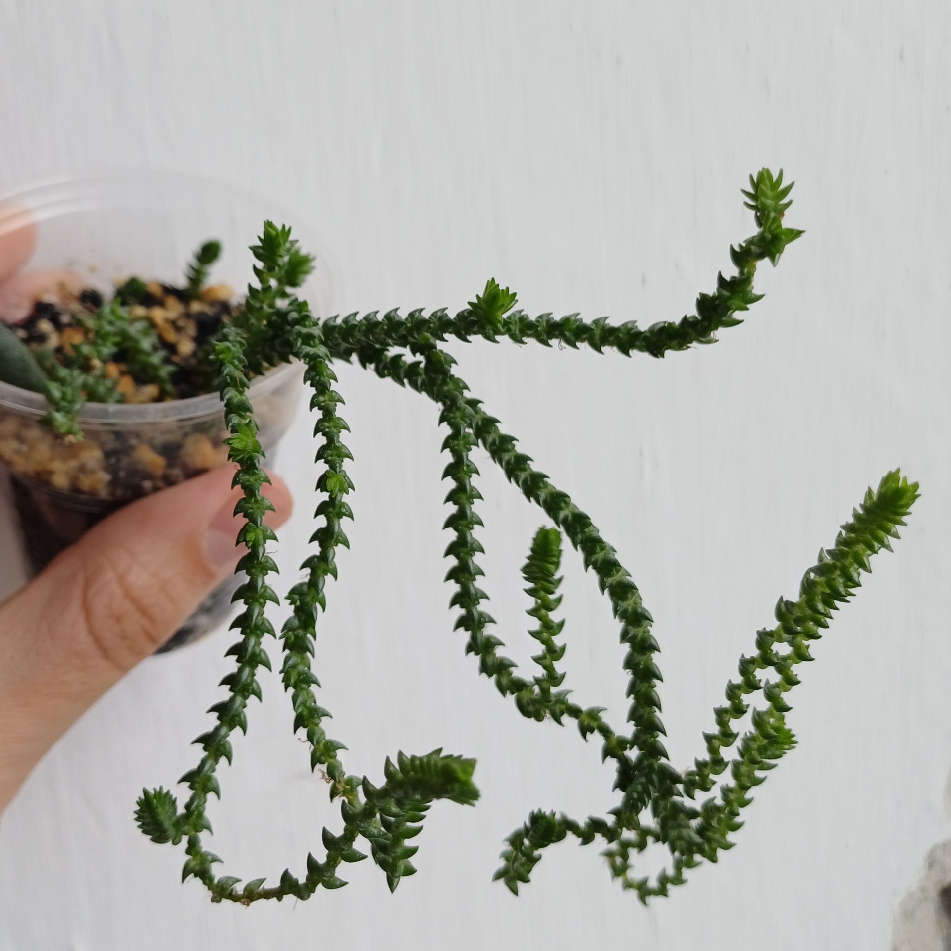 Crassula - muscosa