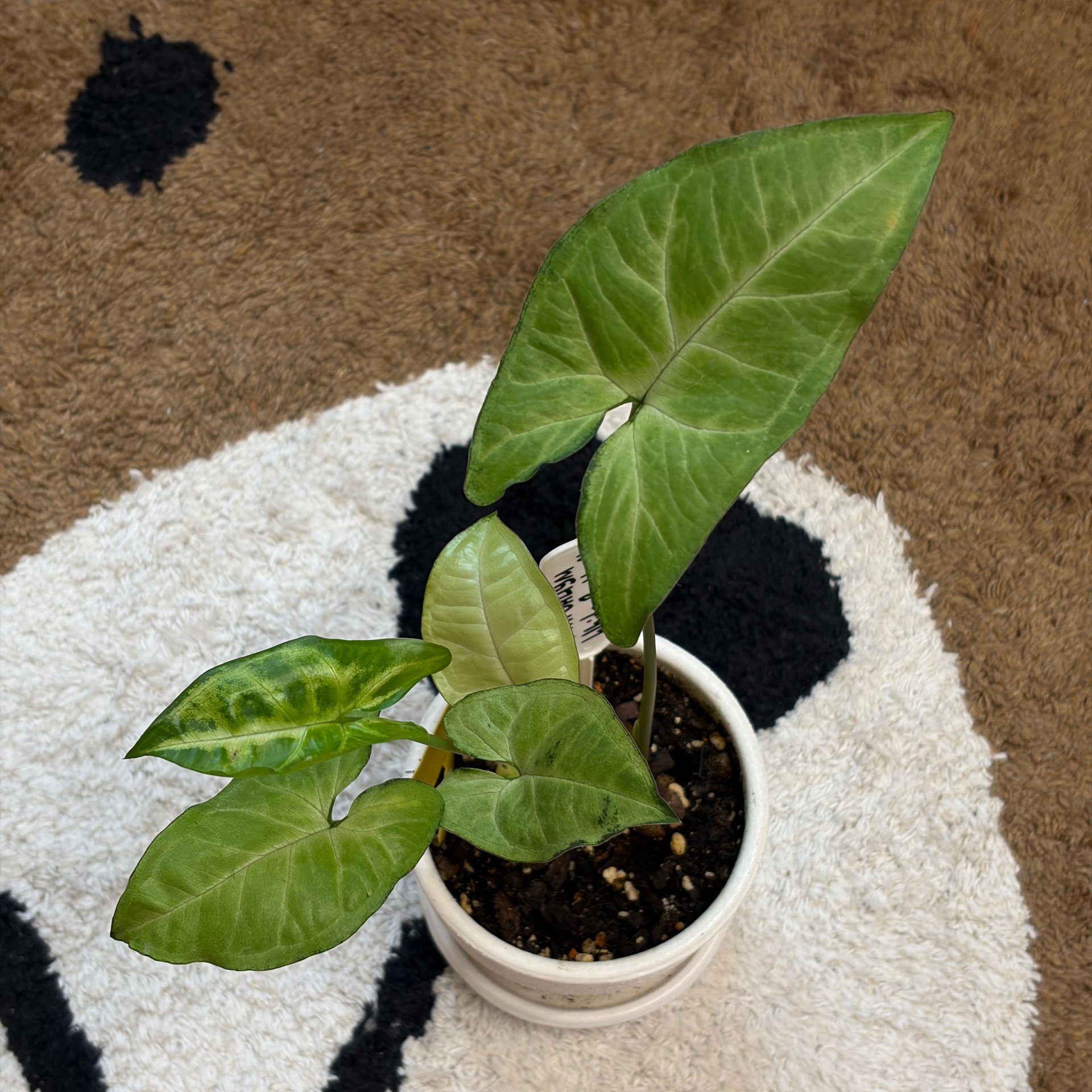 Syngonium - White Butterfly