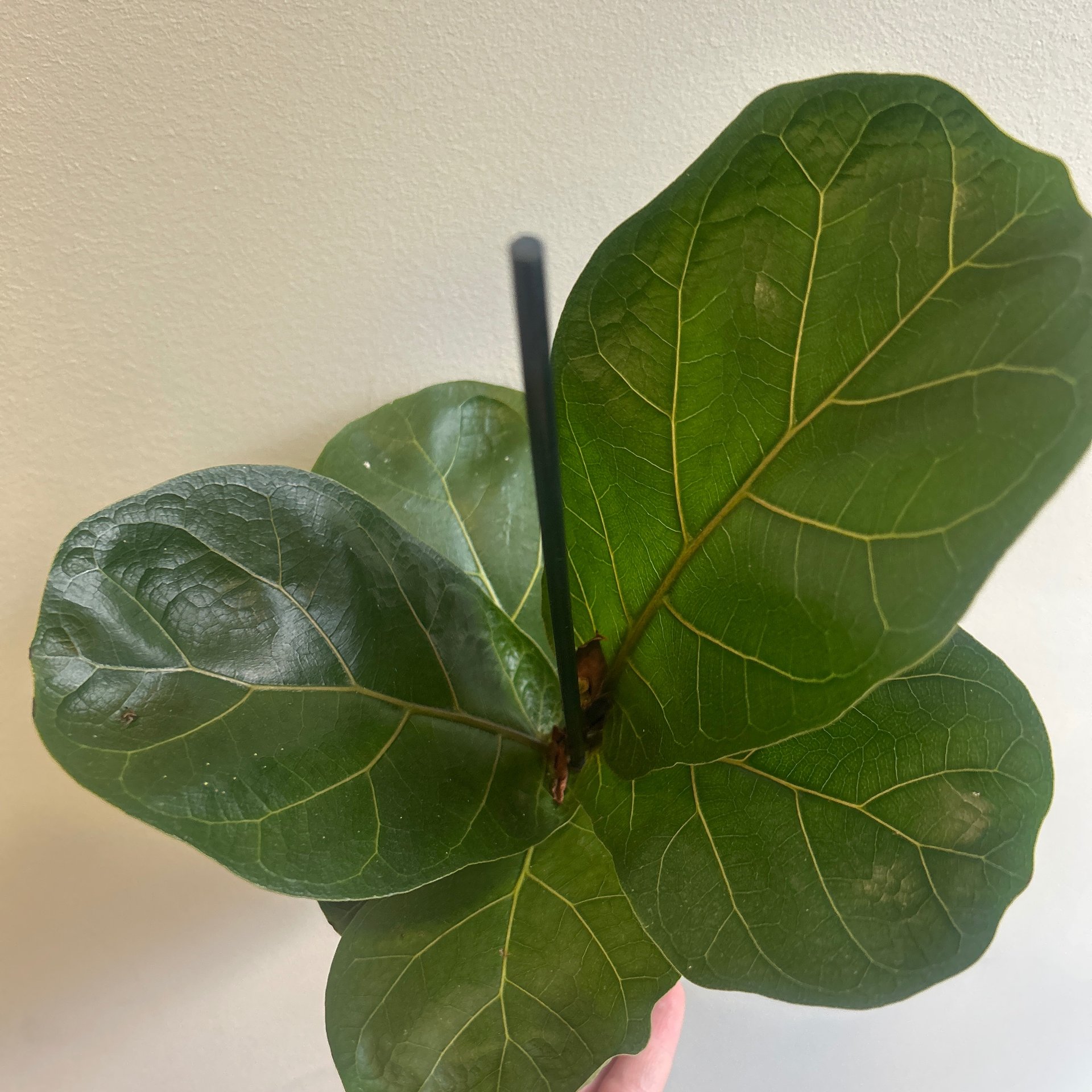 Ficus - Lyrata