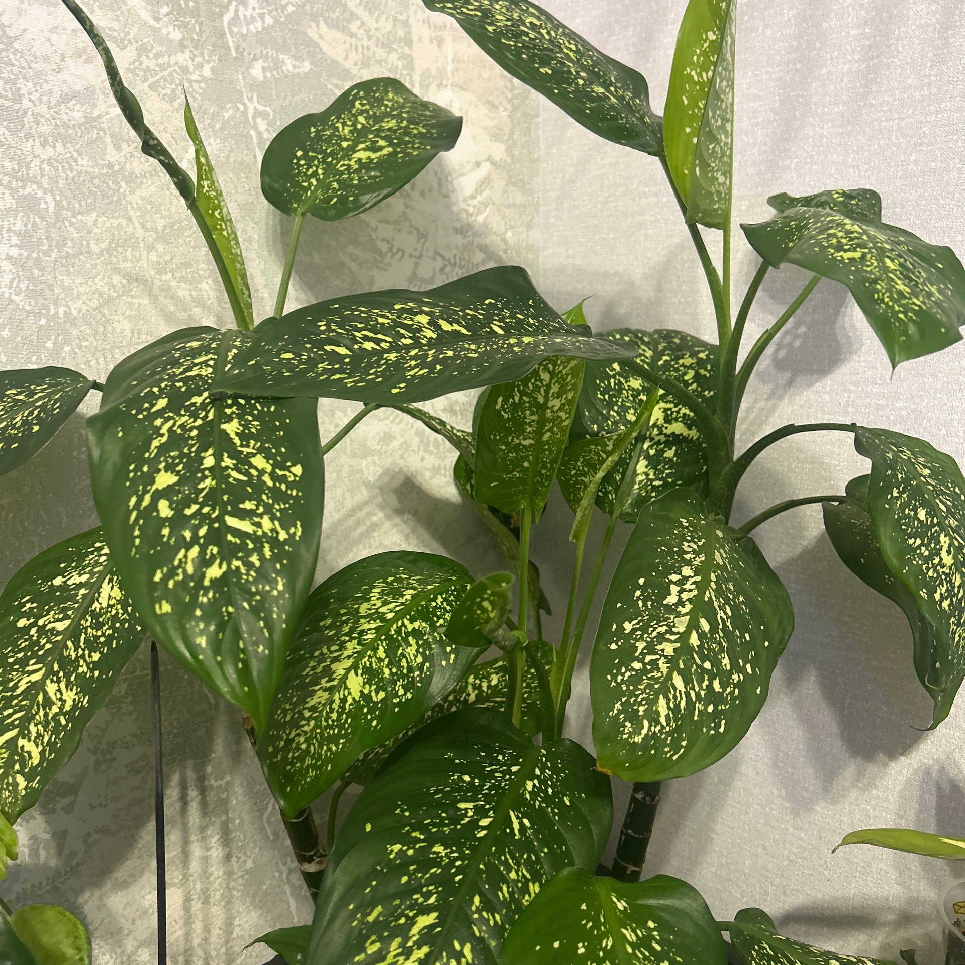 Dieffenbachia
