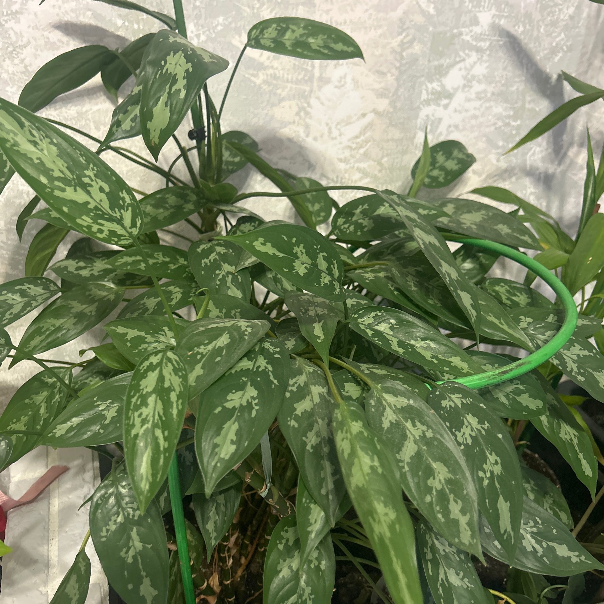 Aglaonema