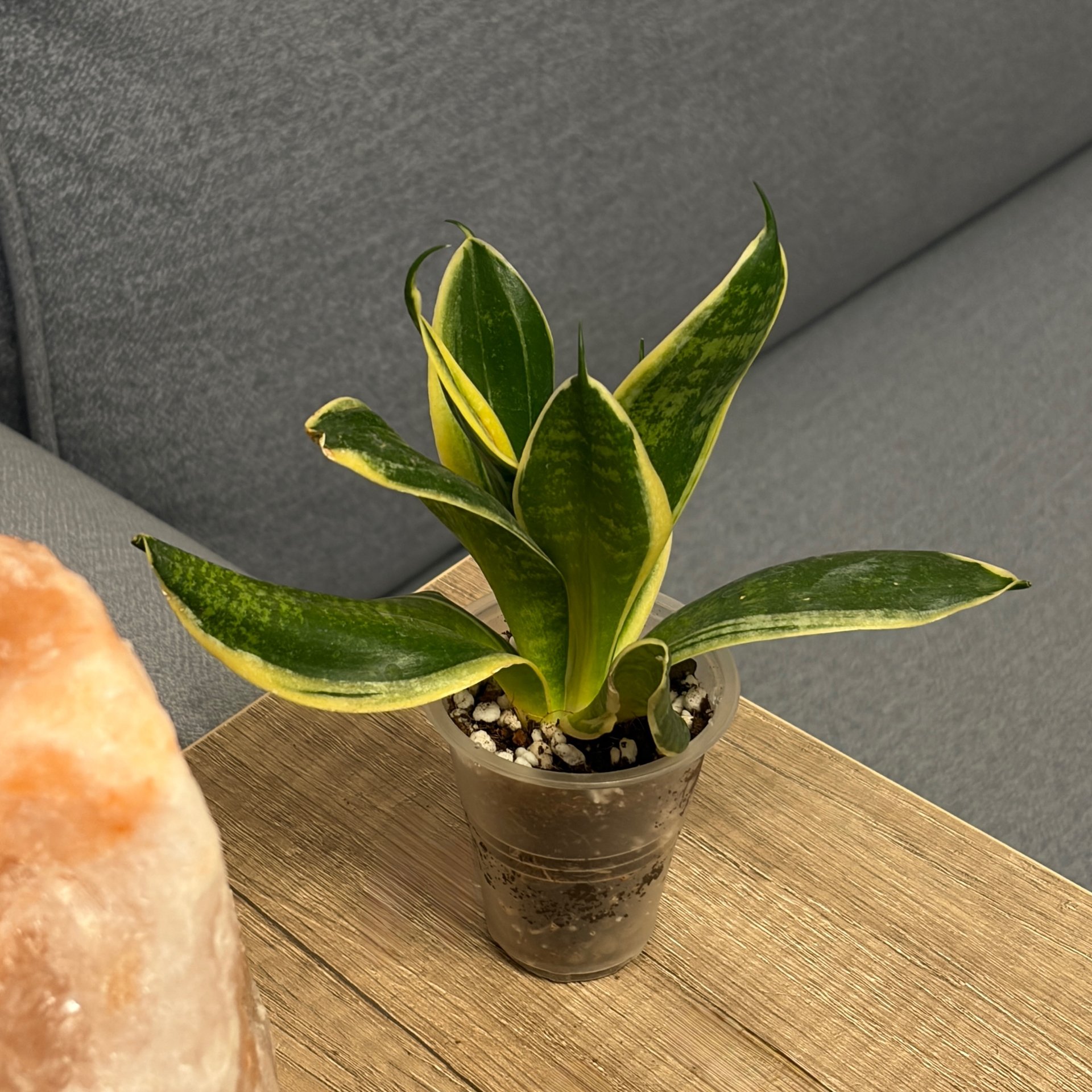 Sansevieria