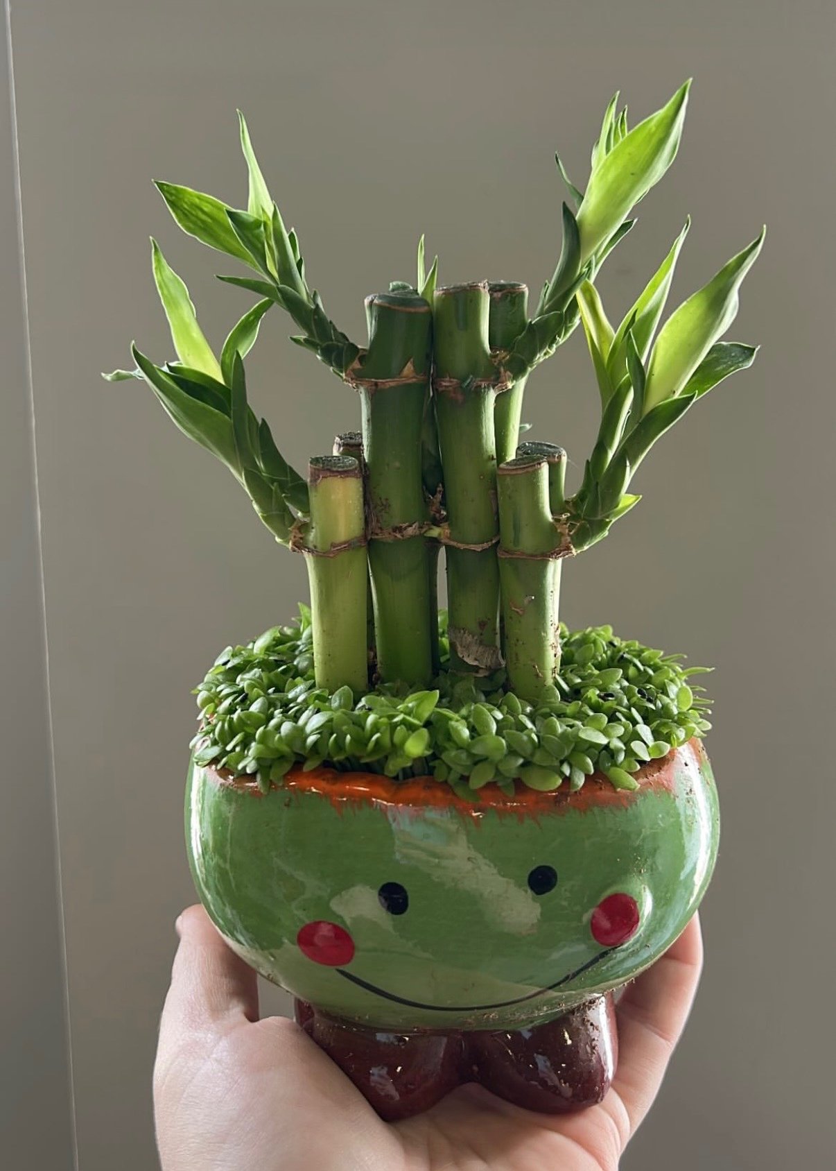 Dracaena - Sanderiana