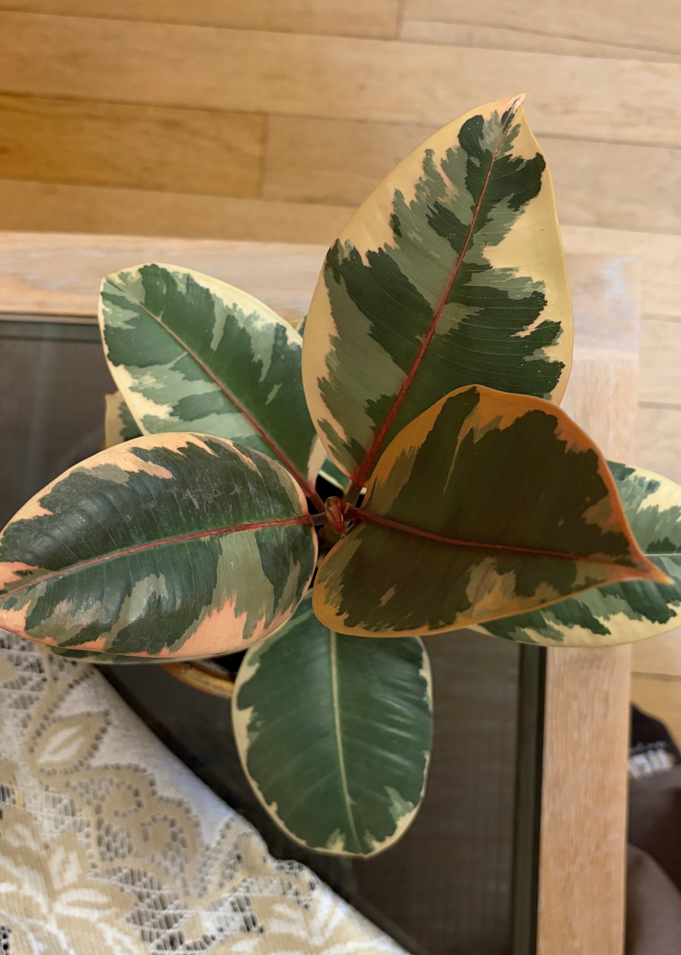 Ficus - Elastica Belize