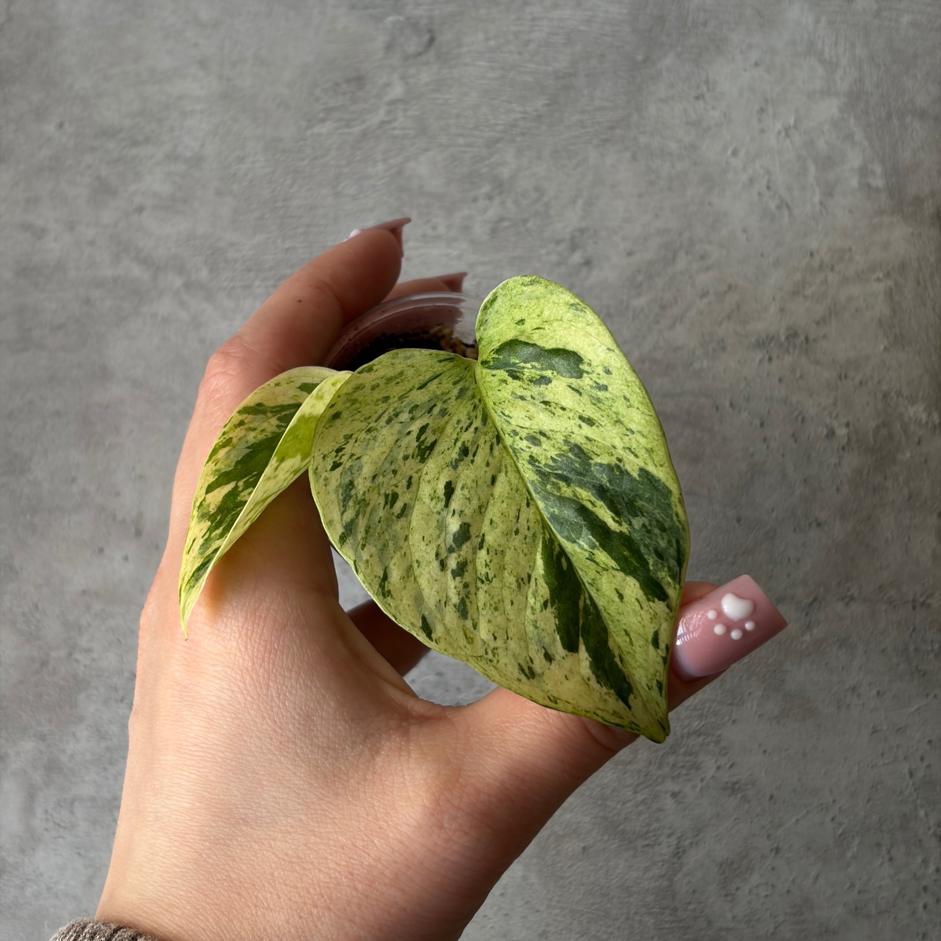 Epipremnum - Marble Queen