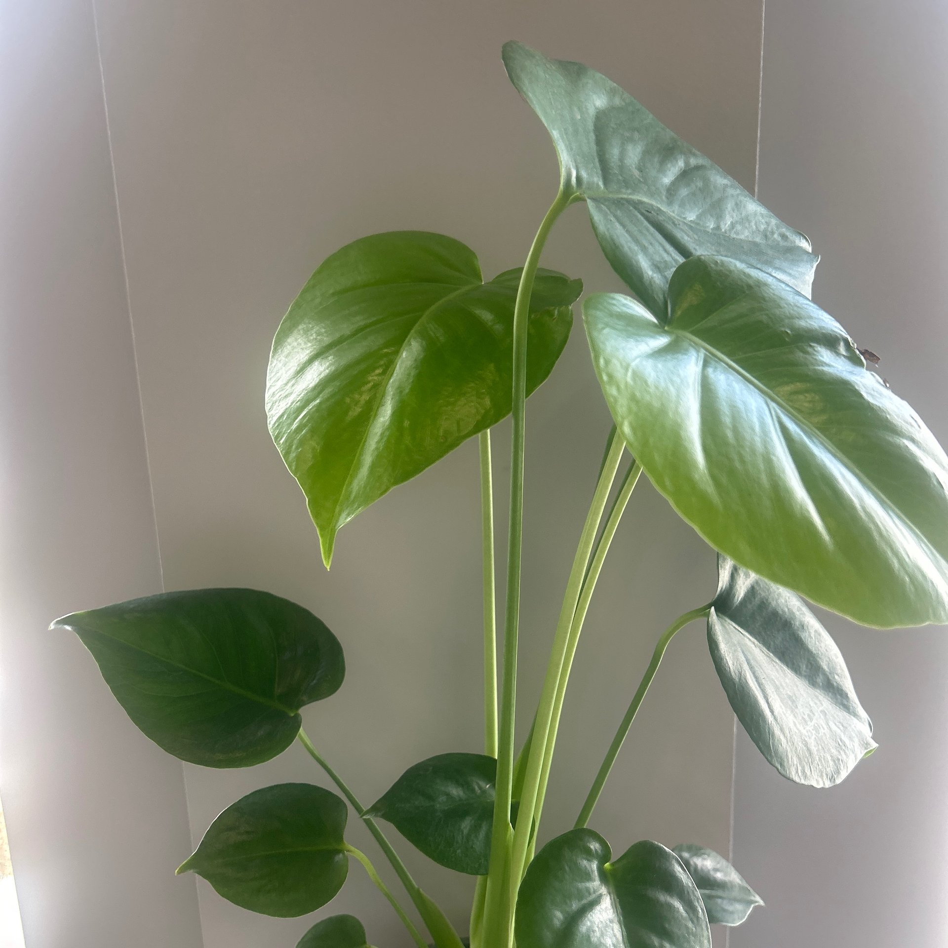 Monstera