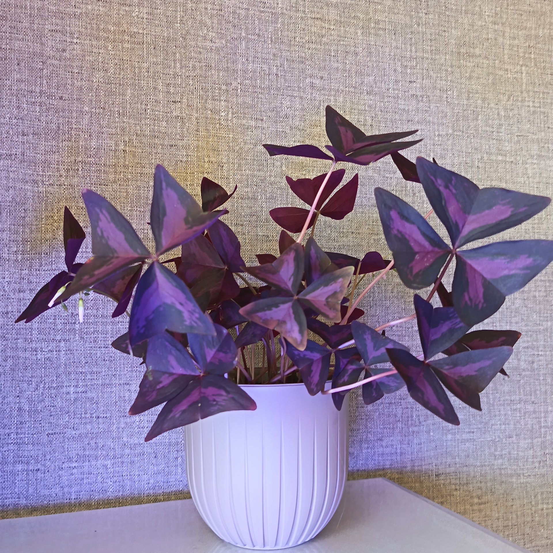 Oxalis - Triangularis