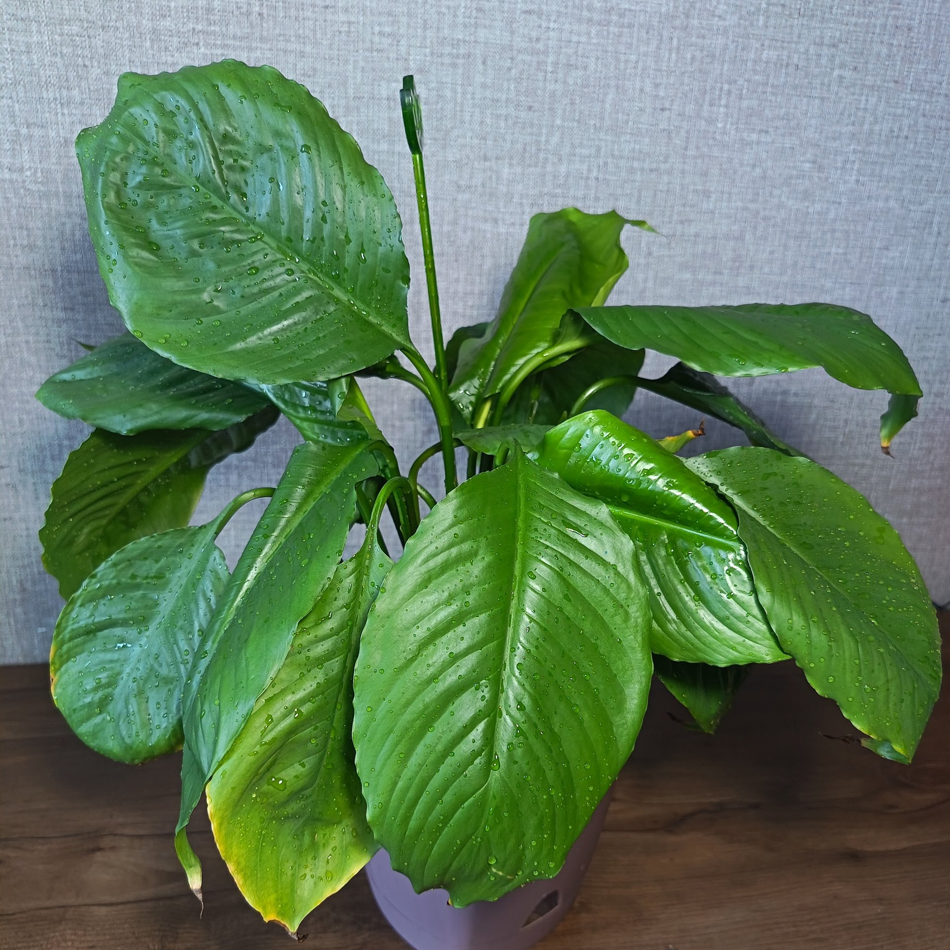Spathiphyllum