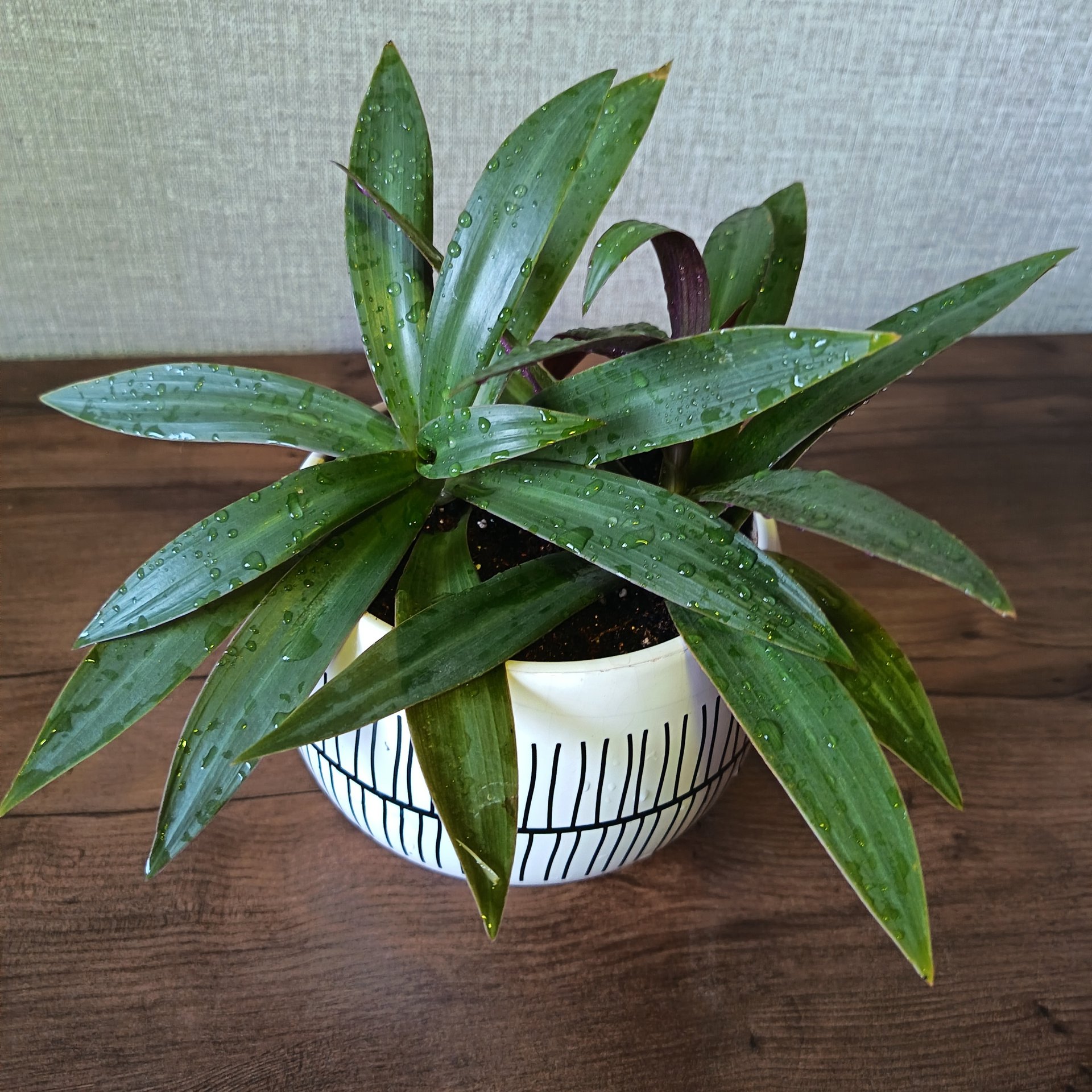 Tradescantia / Rhoeo - Pallida