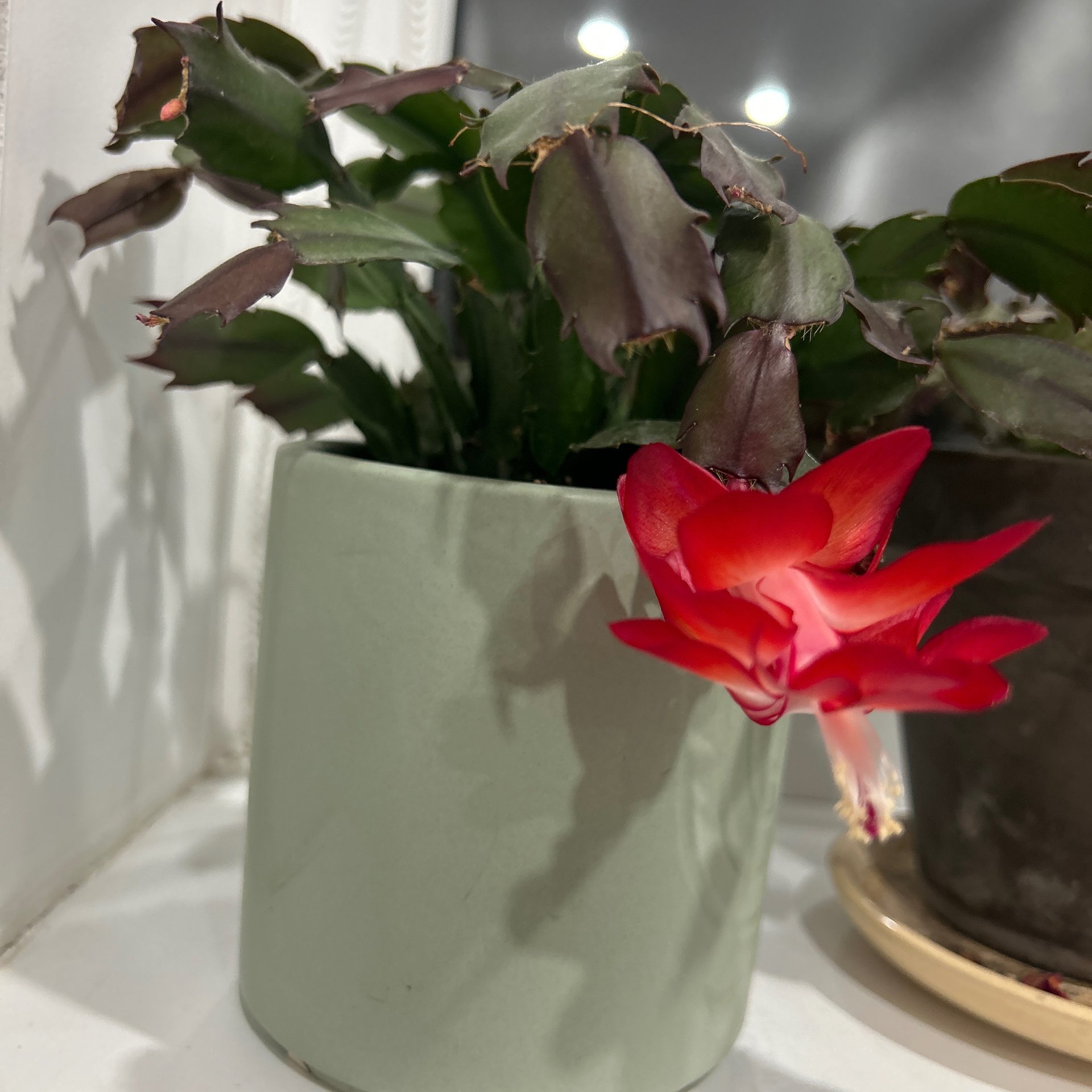 Schlumbergera