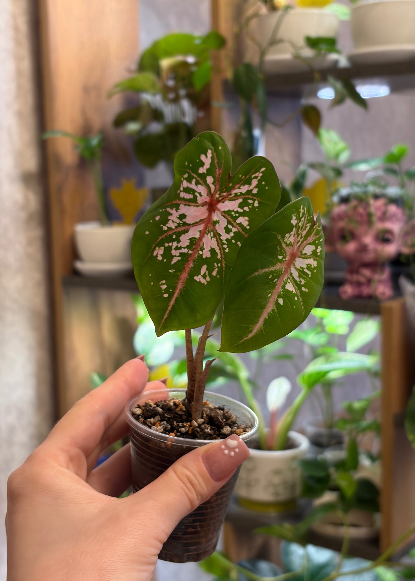 Caladium - Pink Beauty