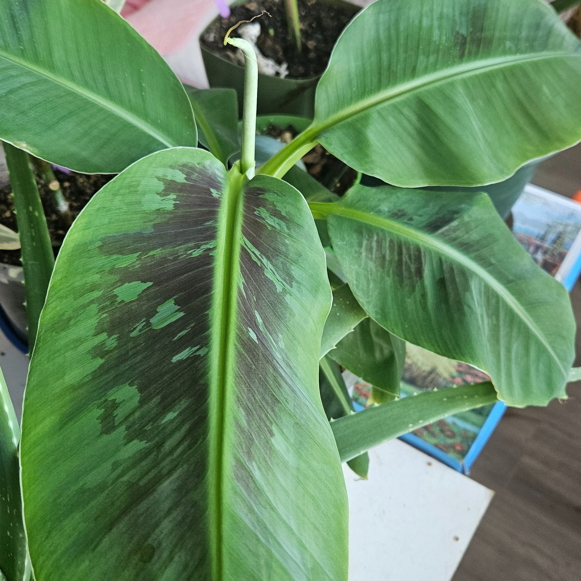 Musa - Dwarf Cavendish