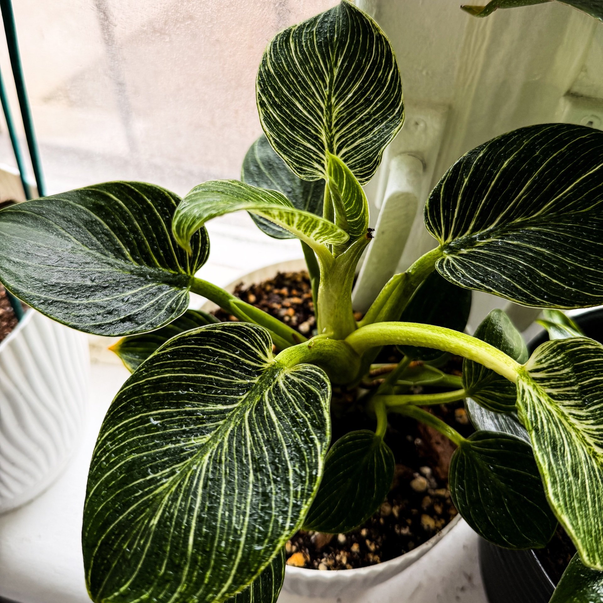 Philodendron