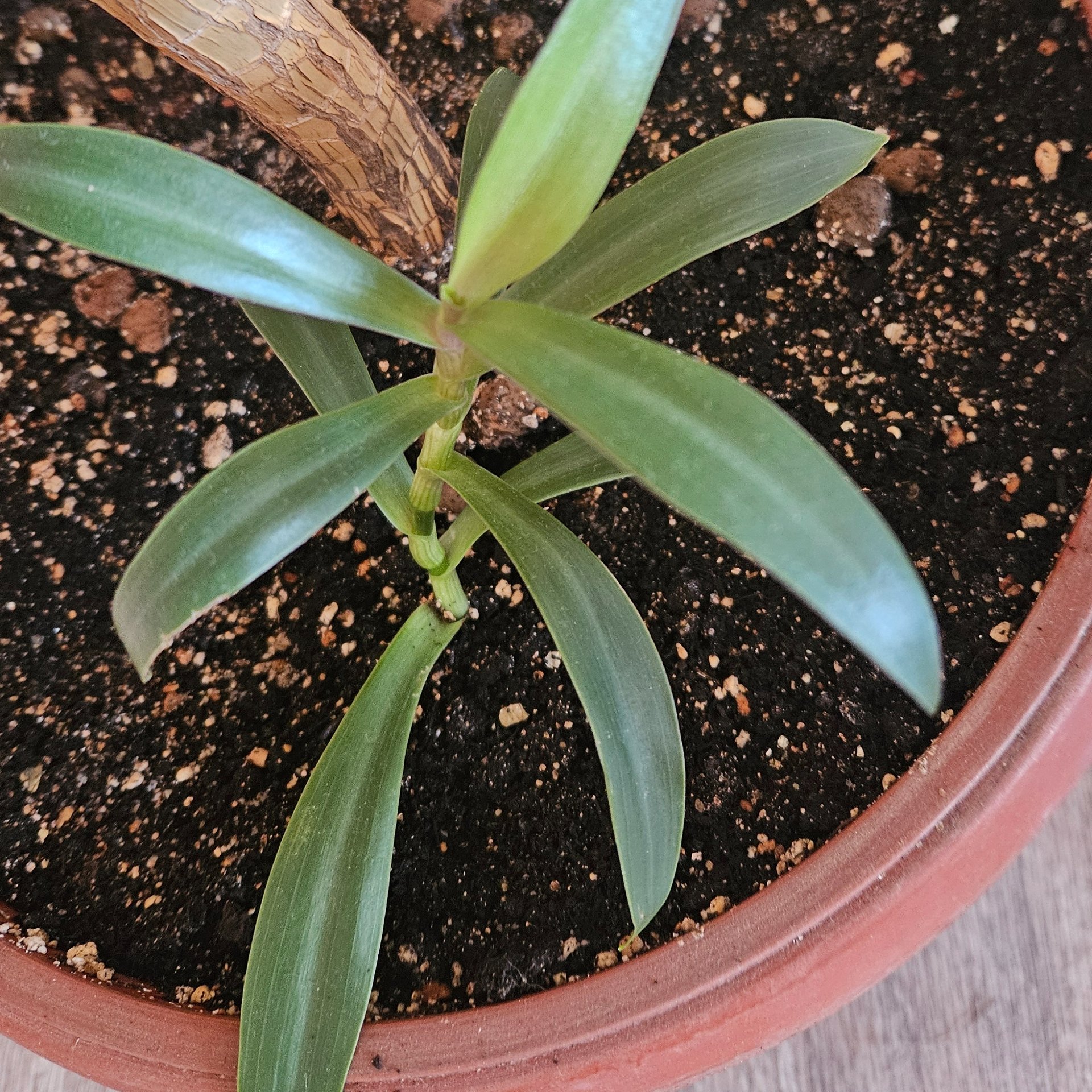 Tradescantia / Rhoeo