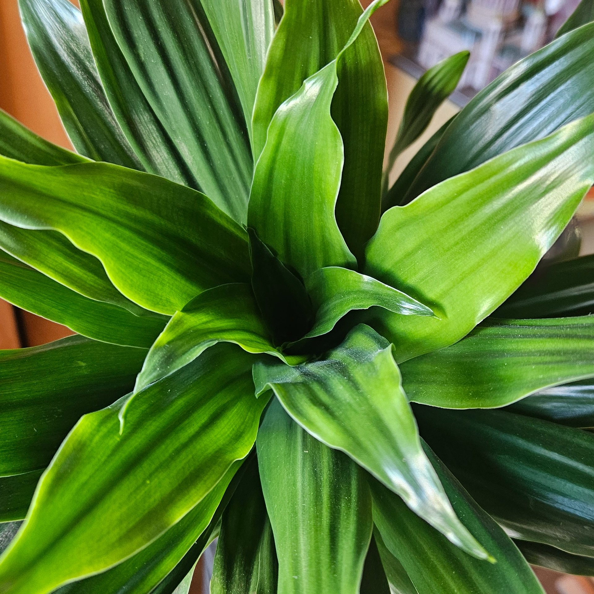 Dracaena - Compacta