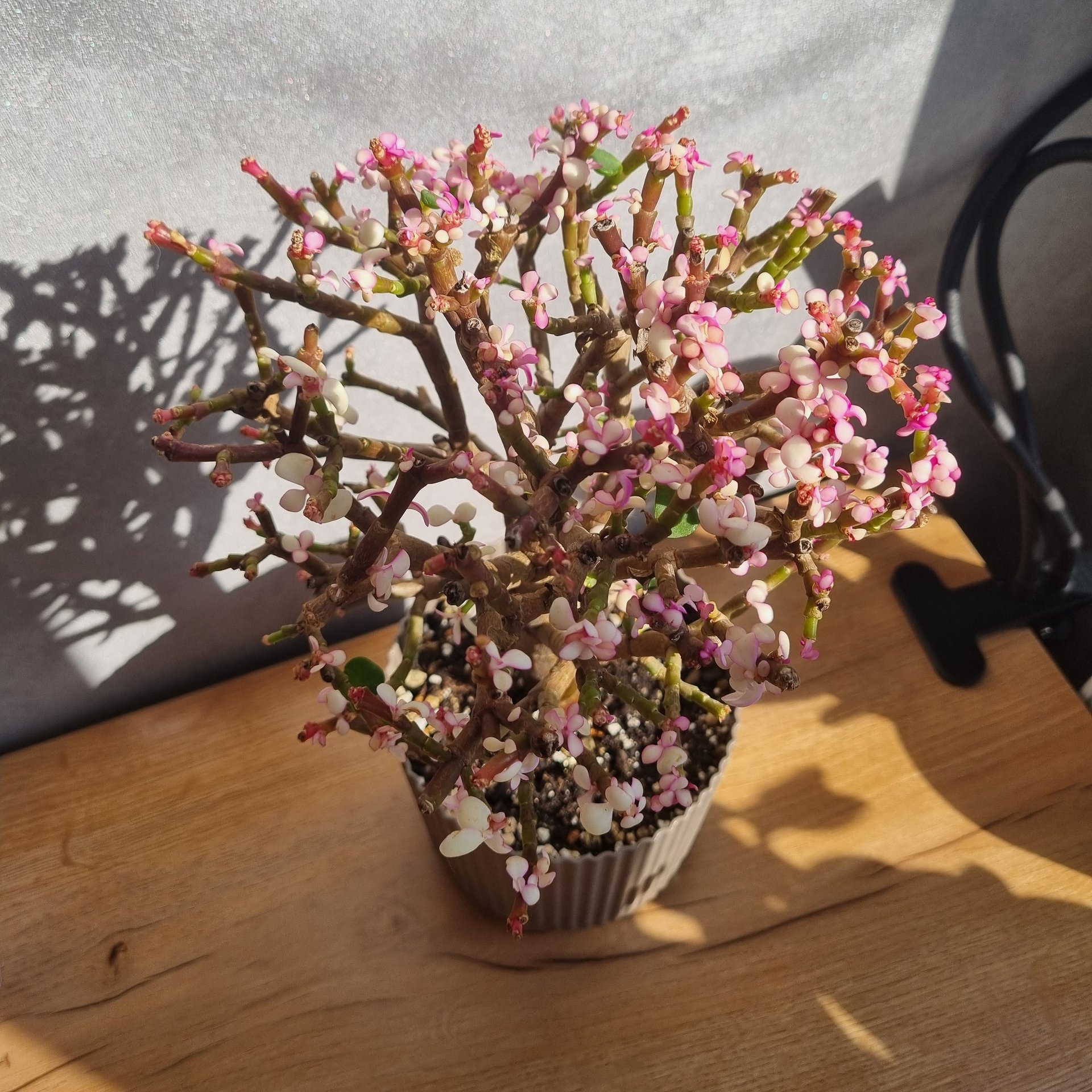 Portulacaria - afra Tricolor