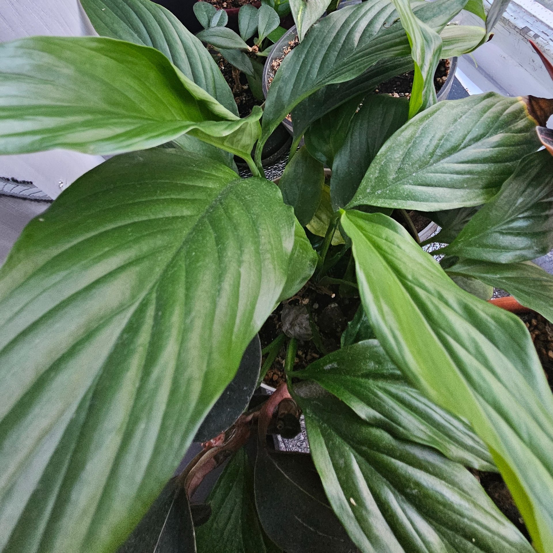 Spathiphyllum