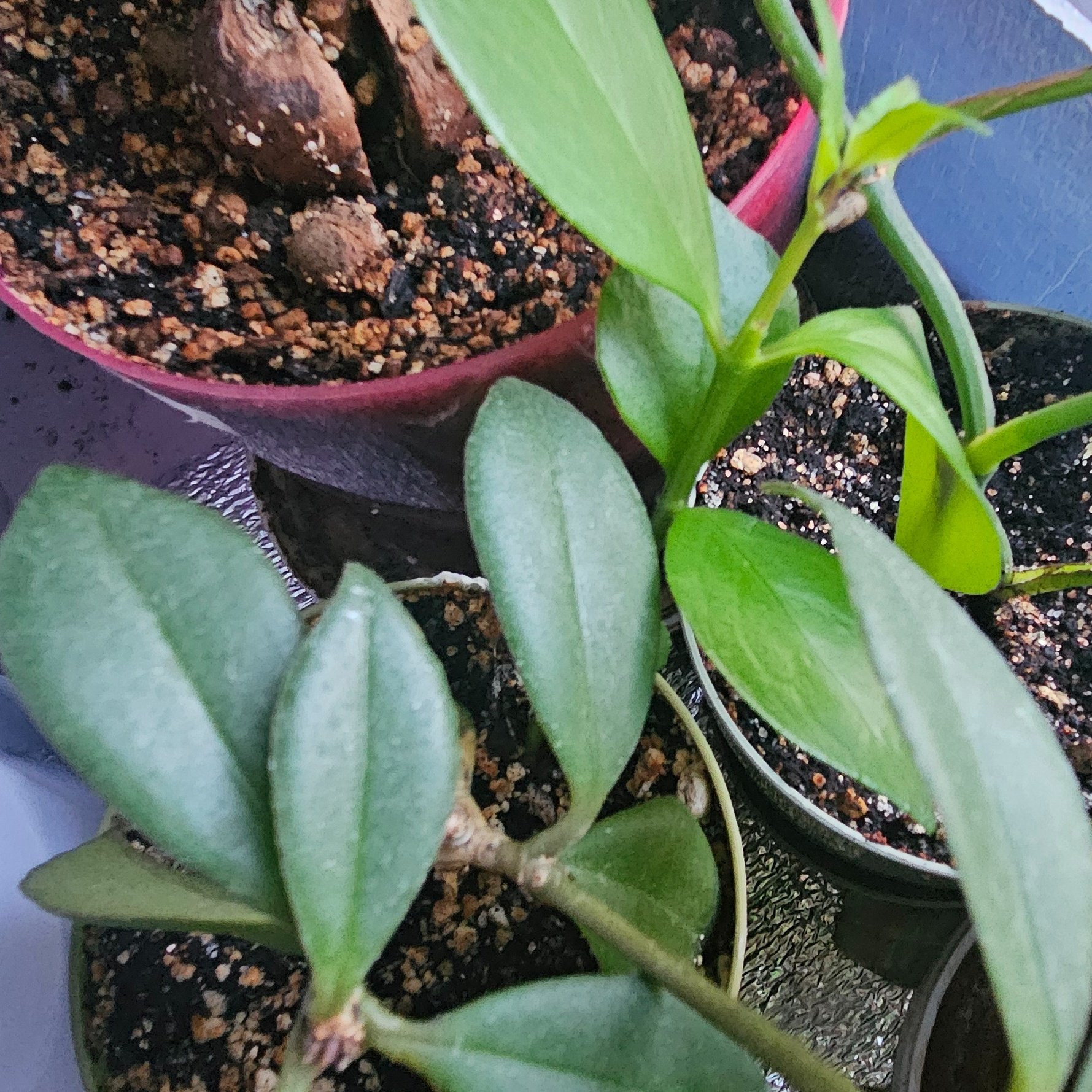 Aeschynanthus