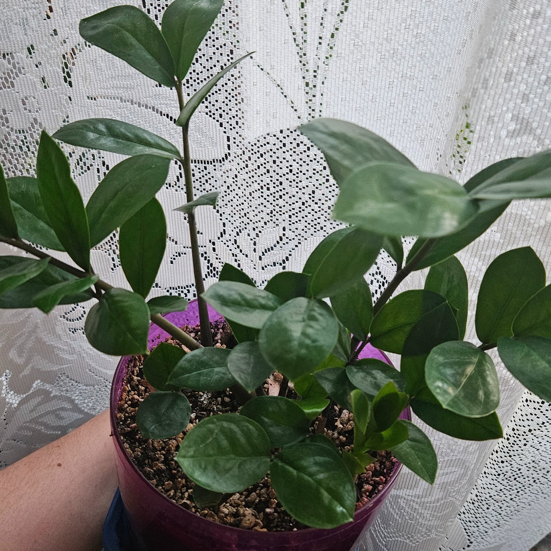 Zamioculcas