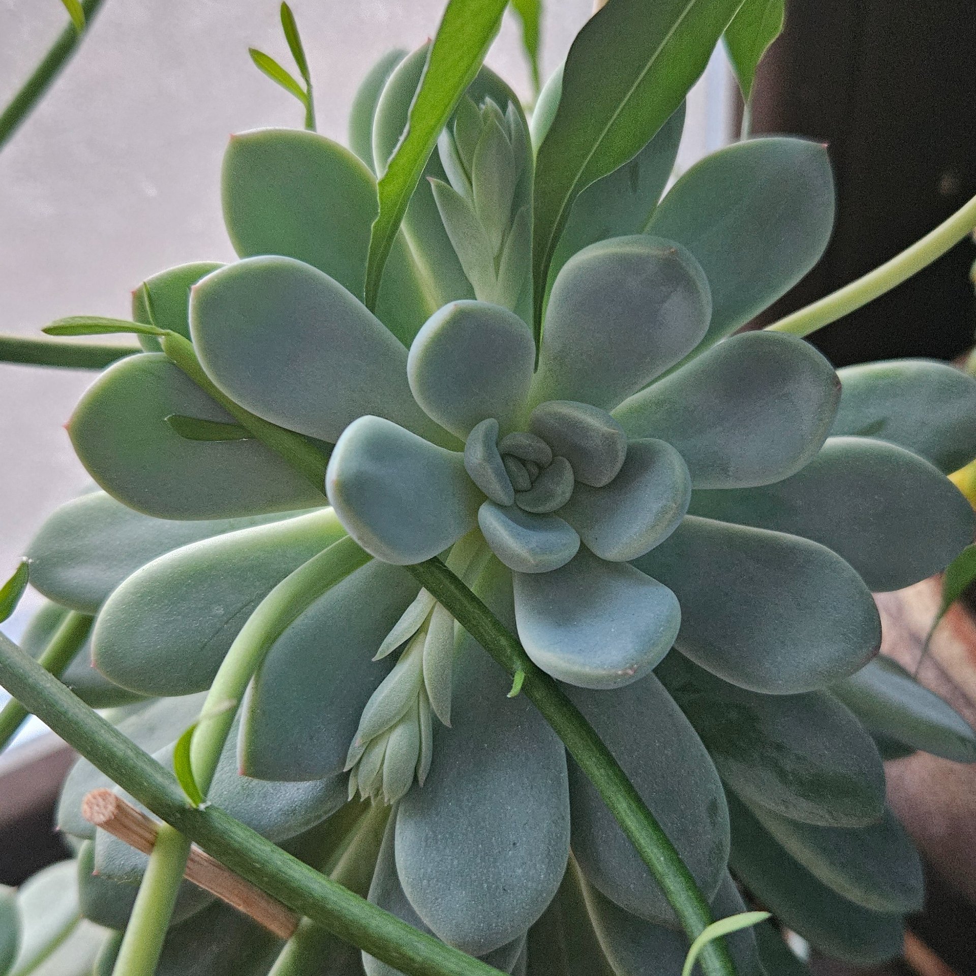 Echeveria