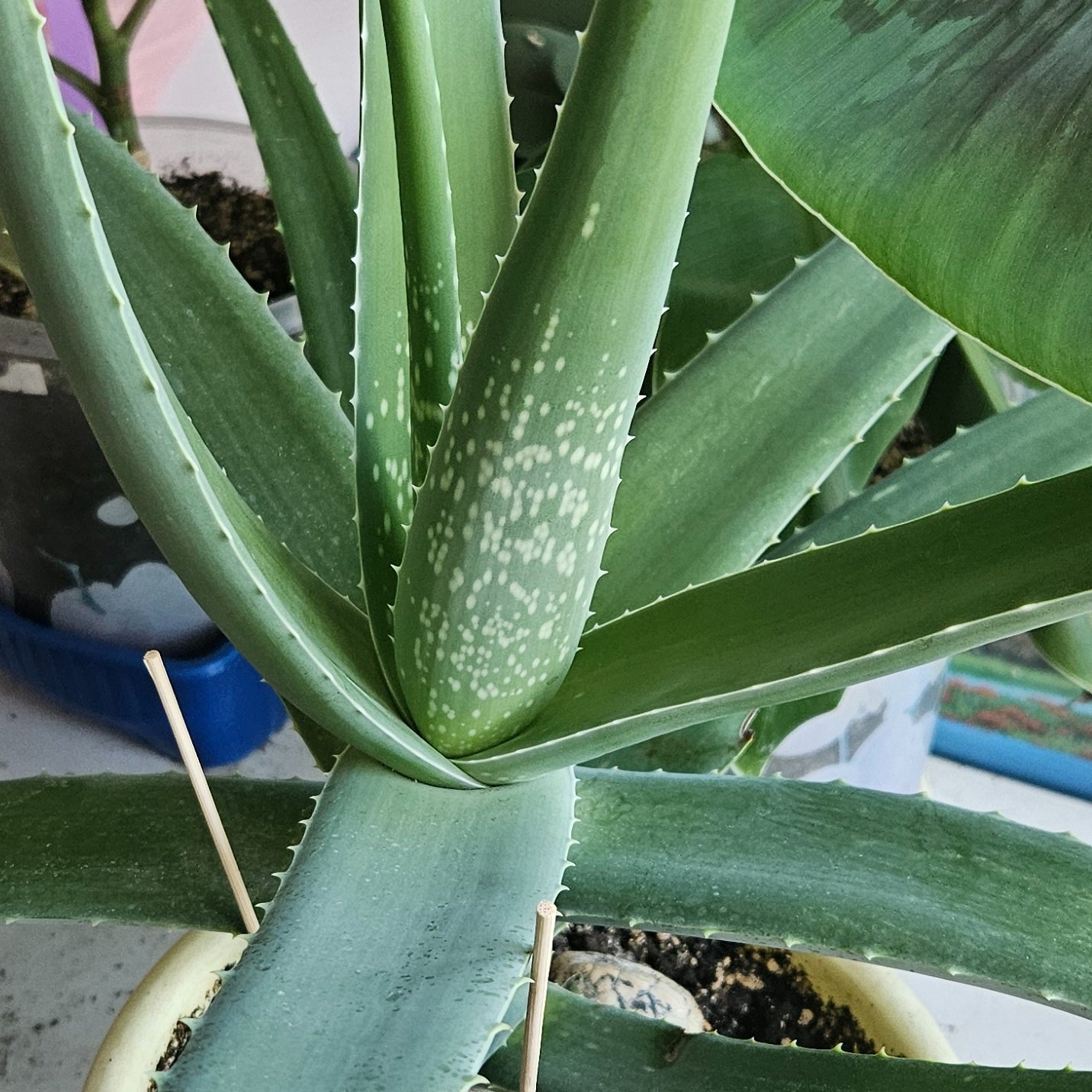 Aloe