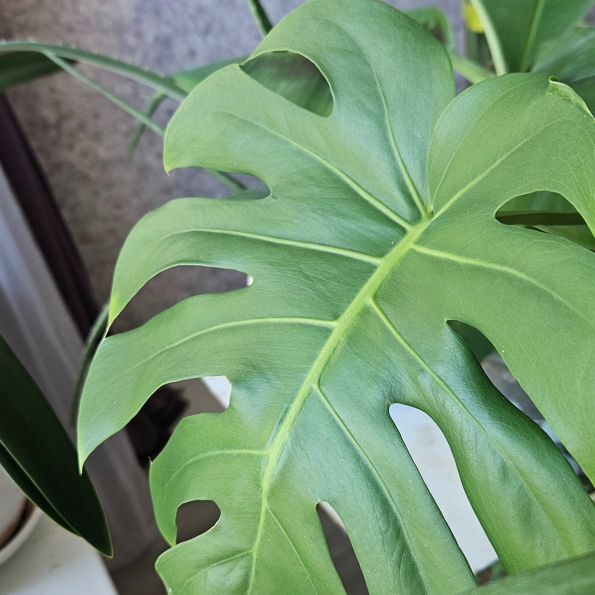 Monstera