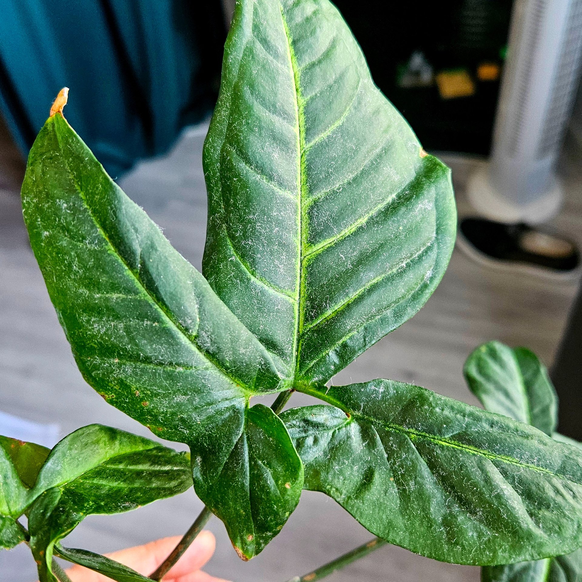 Syngonium - podophyllum