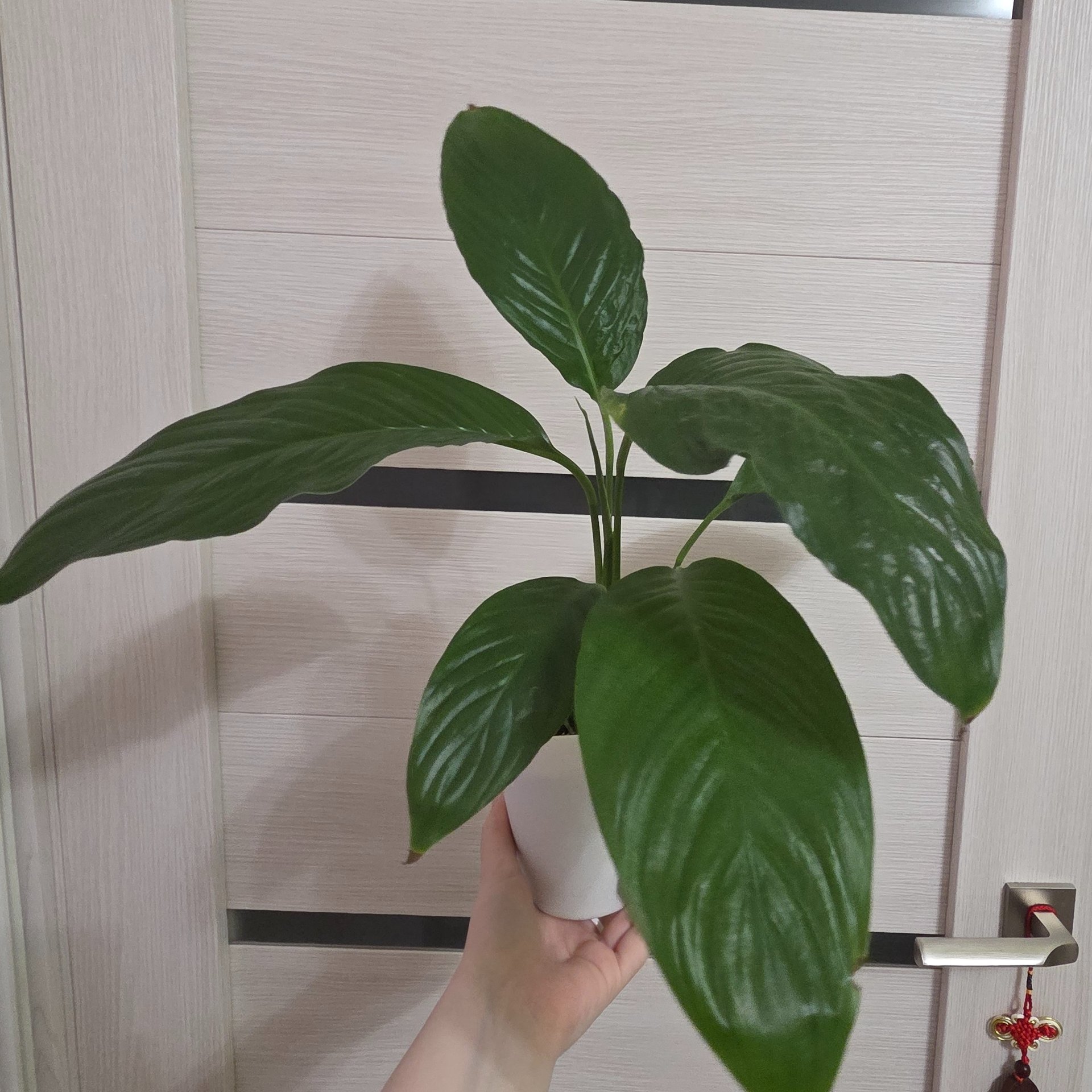 Spathiphyllum