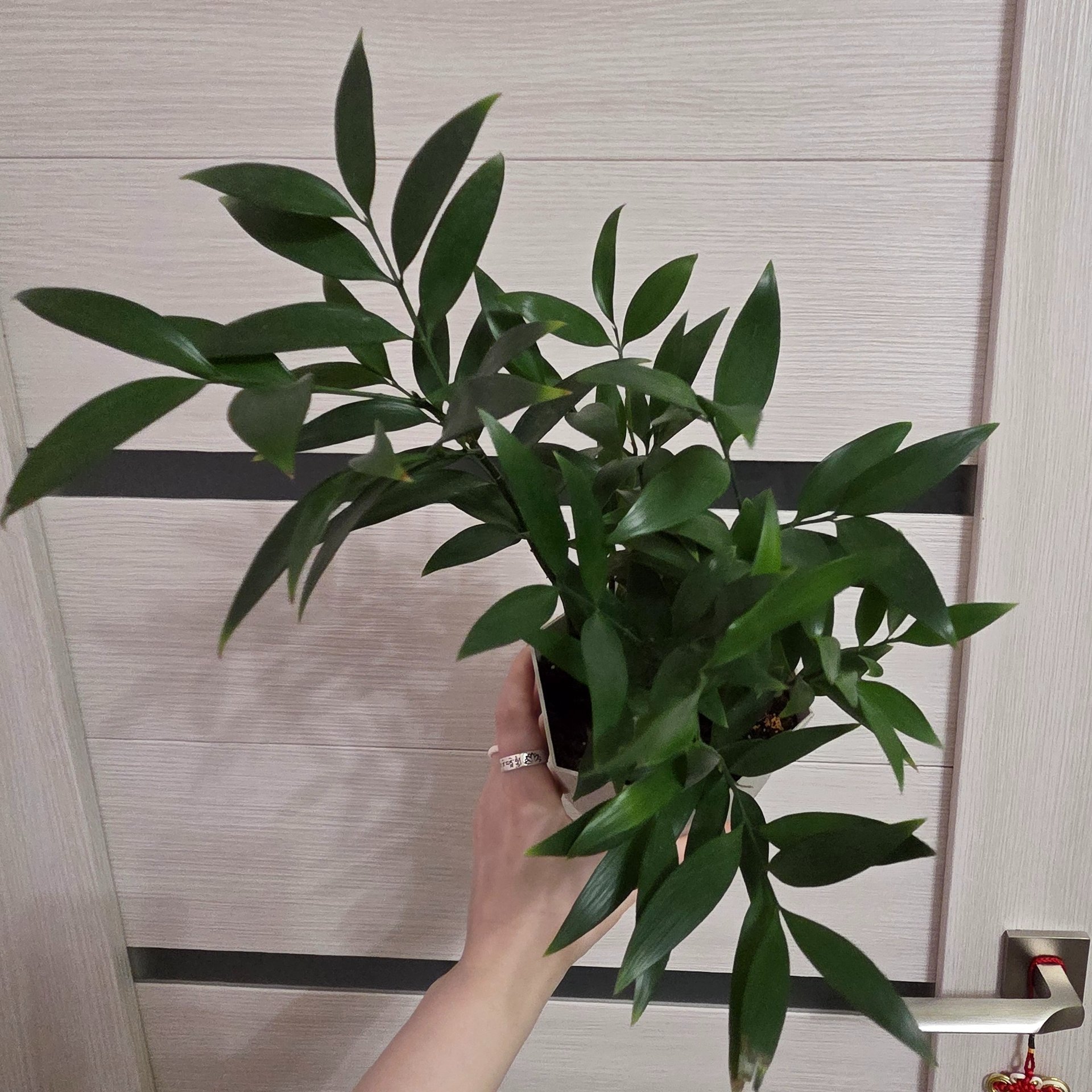 Ruscus