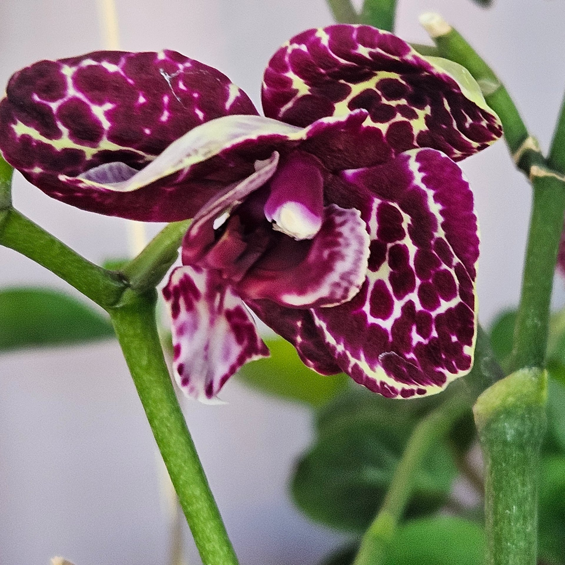 Phalaenopsis - Wild Cat