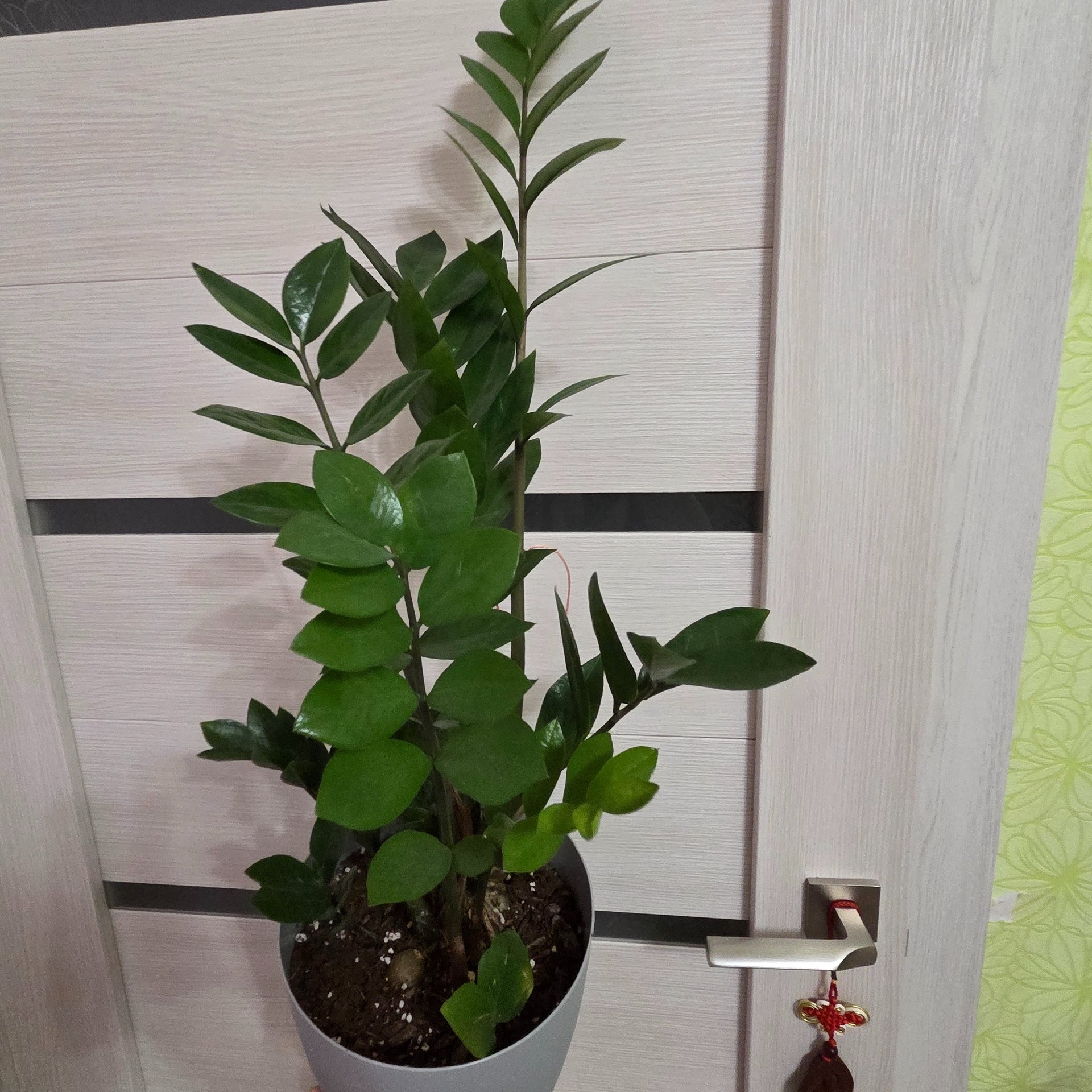 Zamioculcas