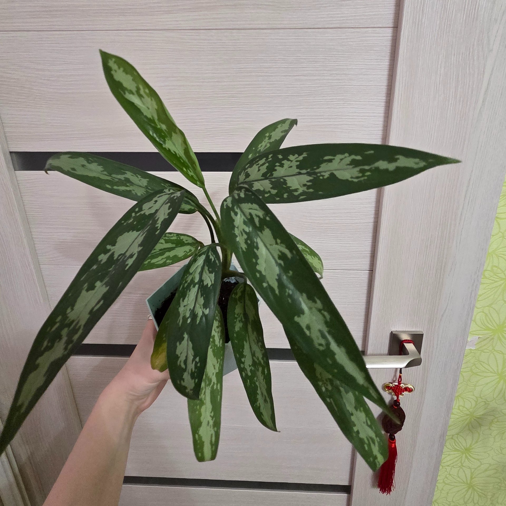 Aglaonema