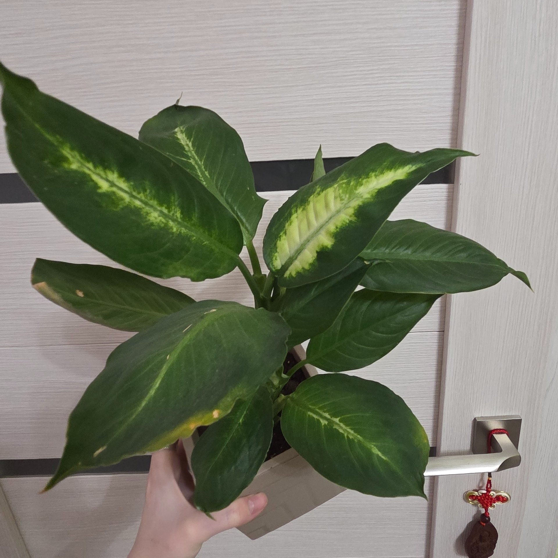 Dieffenbachia