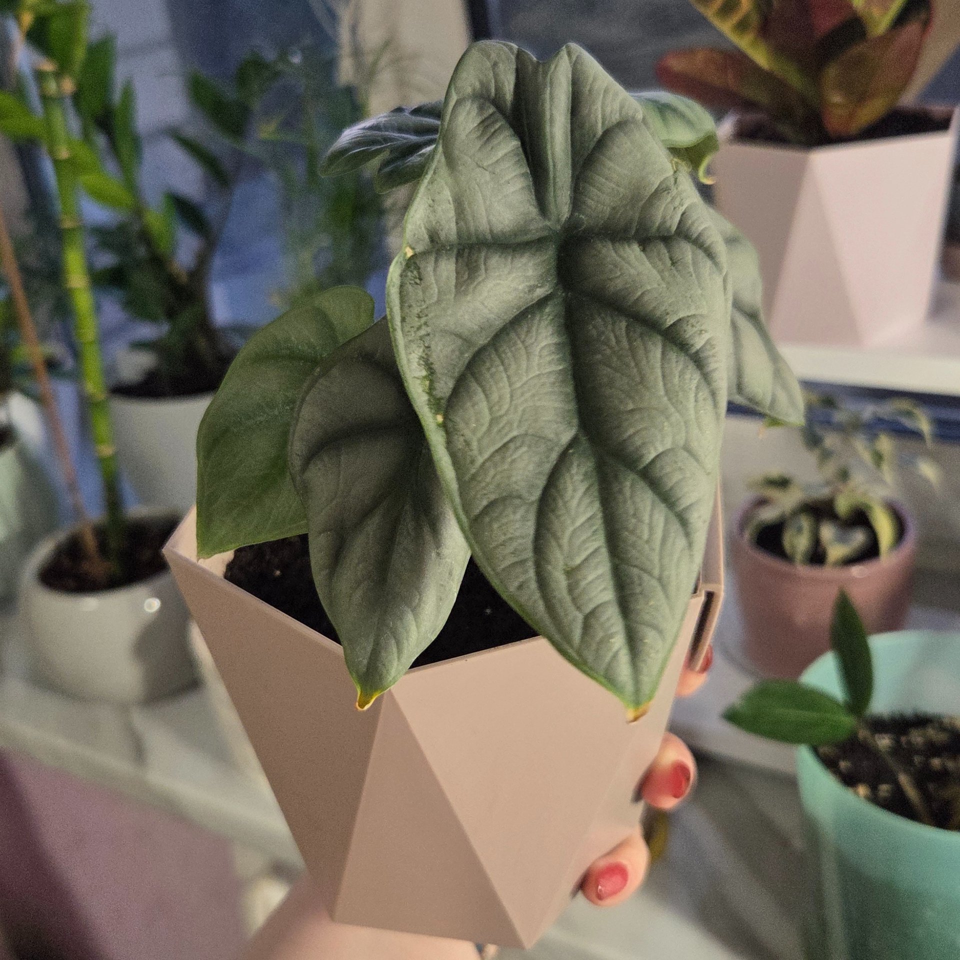 Alocasia