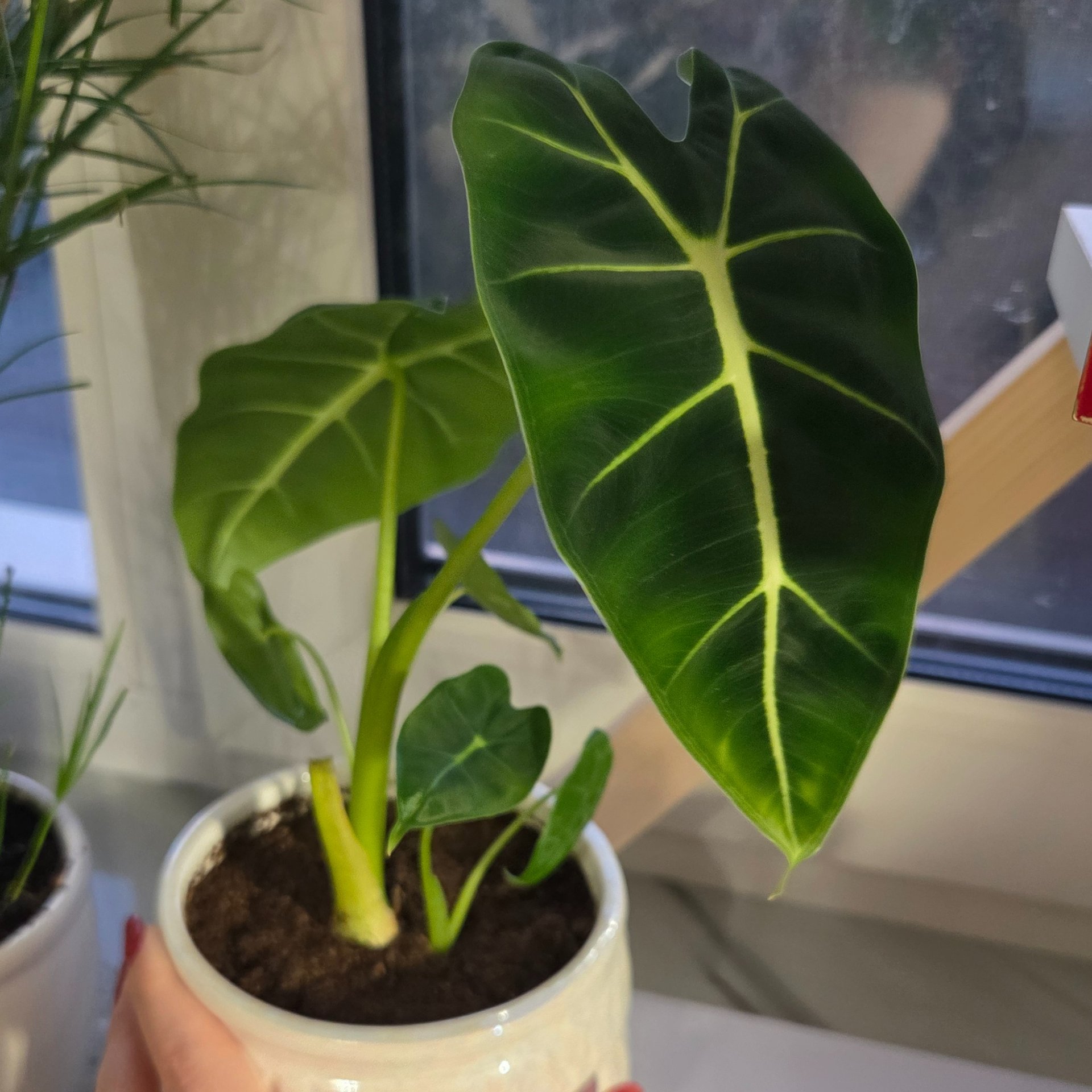 Alocasia