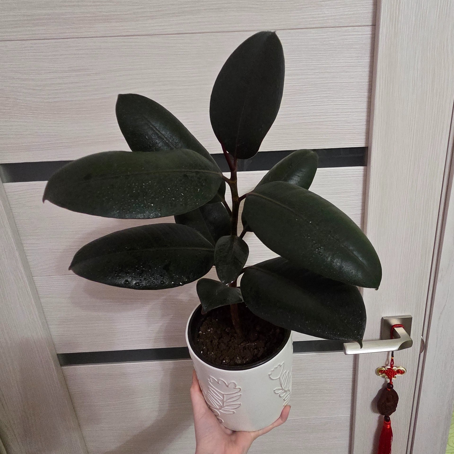 Ficus