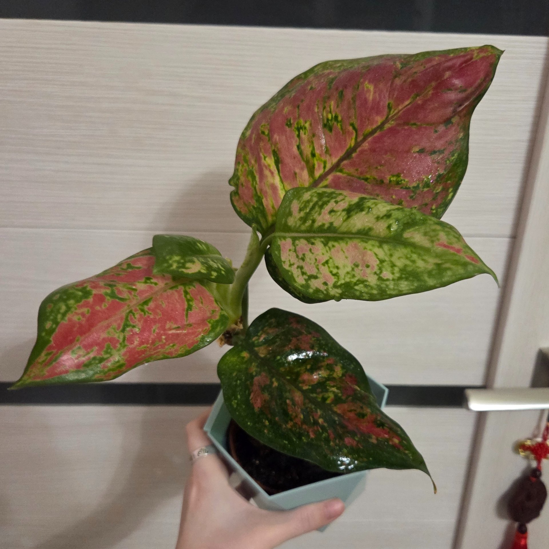 Aglaonema