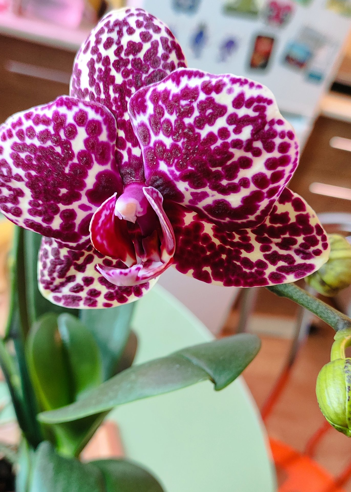 Phalaenopsis - Wild Cat