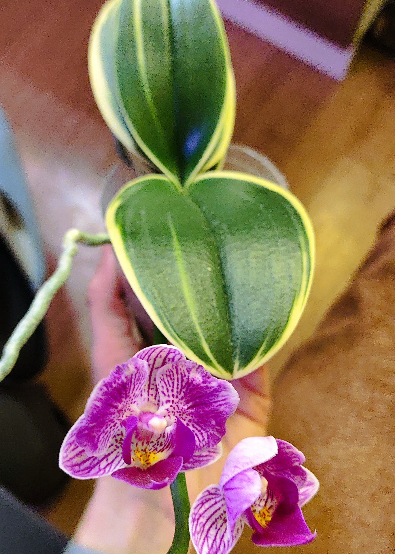 Phalaenopsis - Sogo Vivien