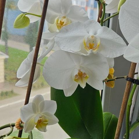 Phalaenopsis