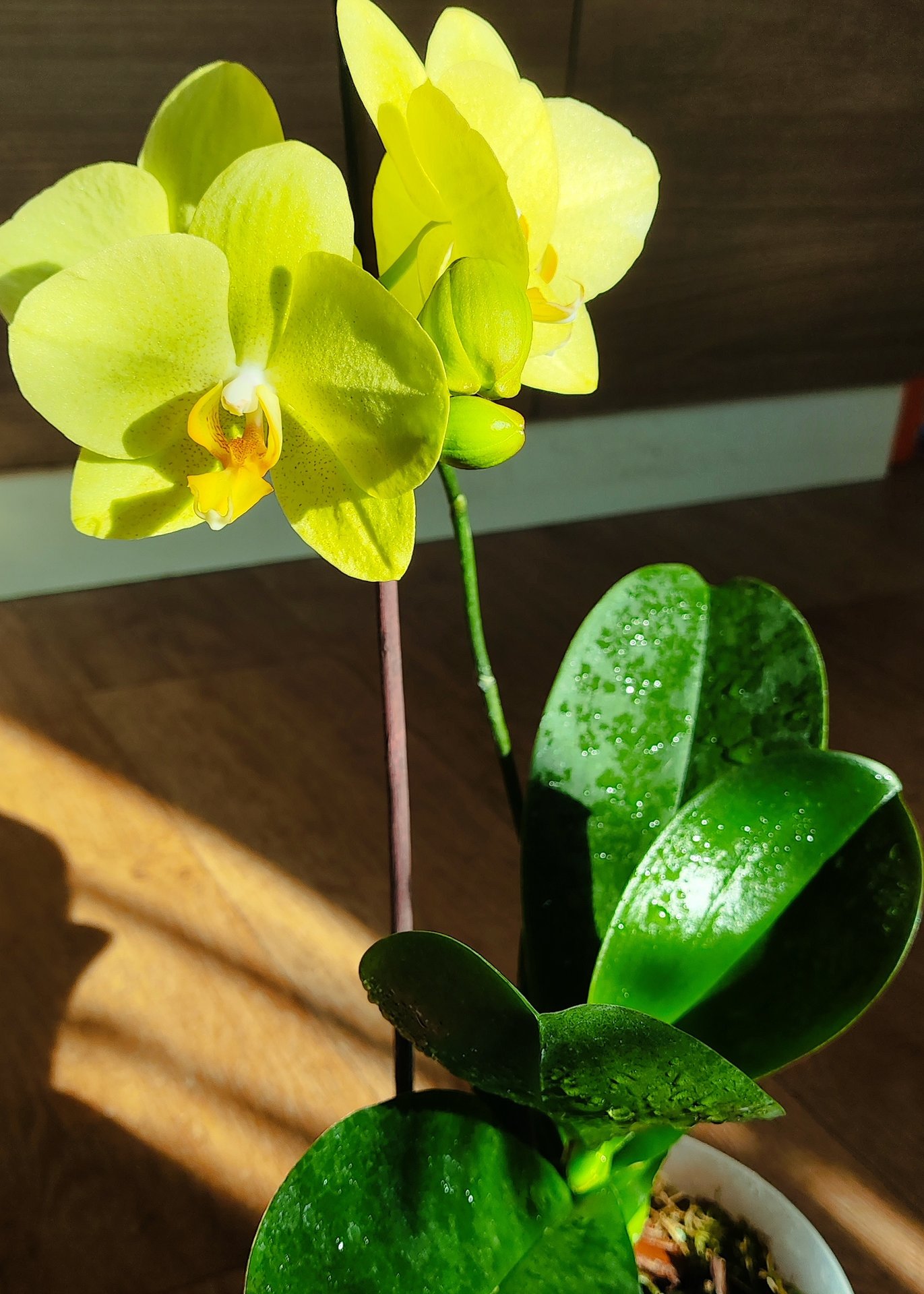 Phalaenopsis - Volterra