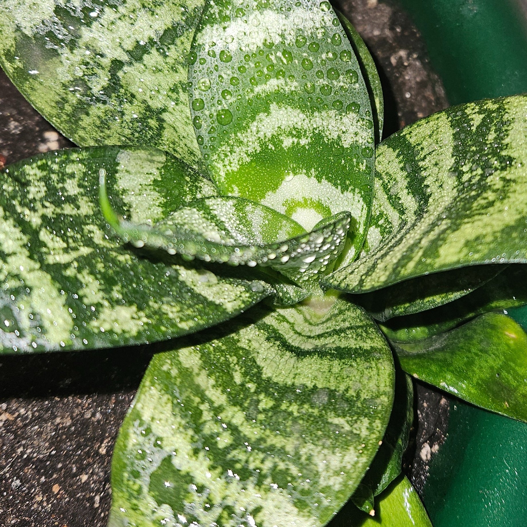 Sansevieria - Trifasciata