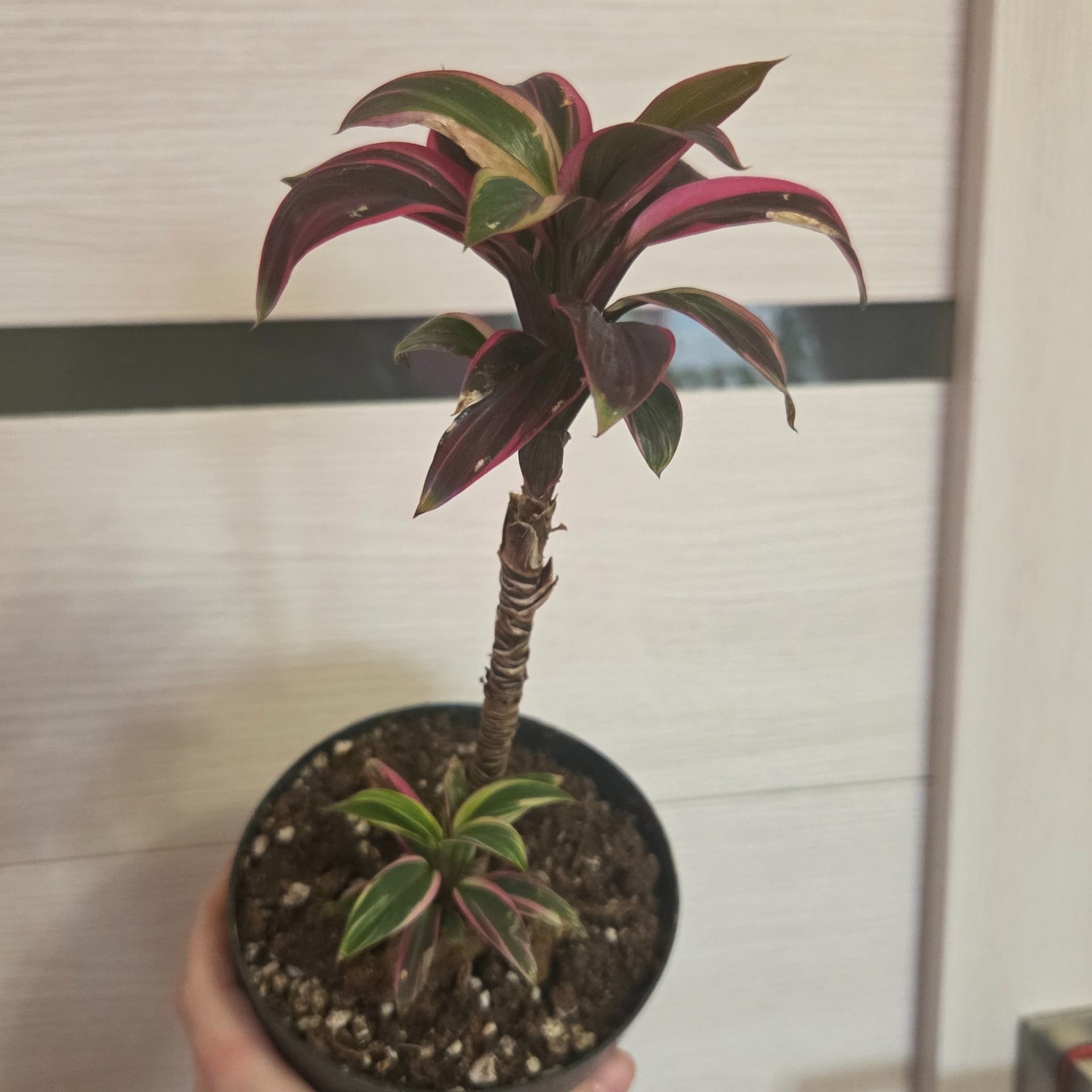 Cordyline - Pink Edge