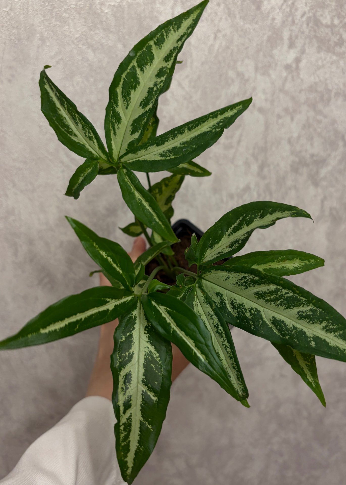 Syngonium - Little Star